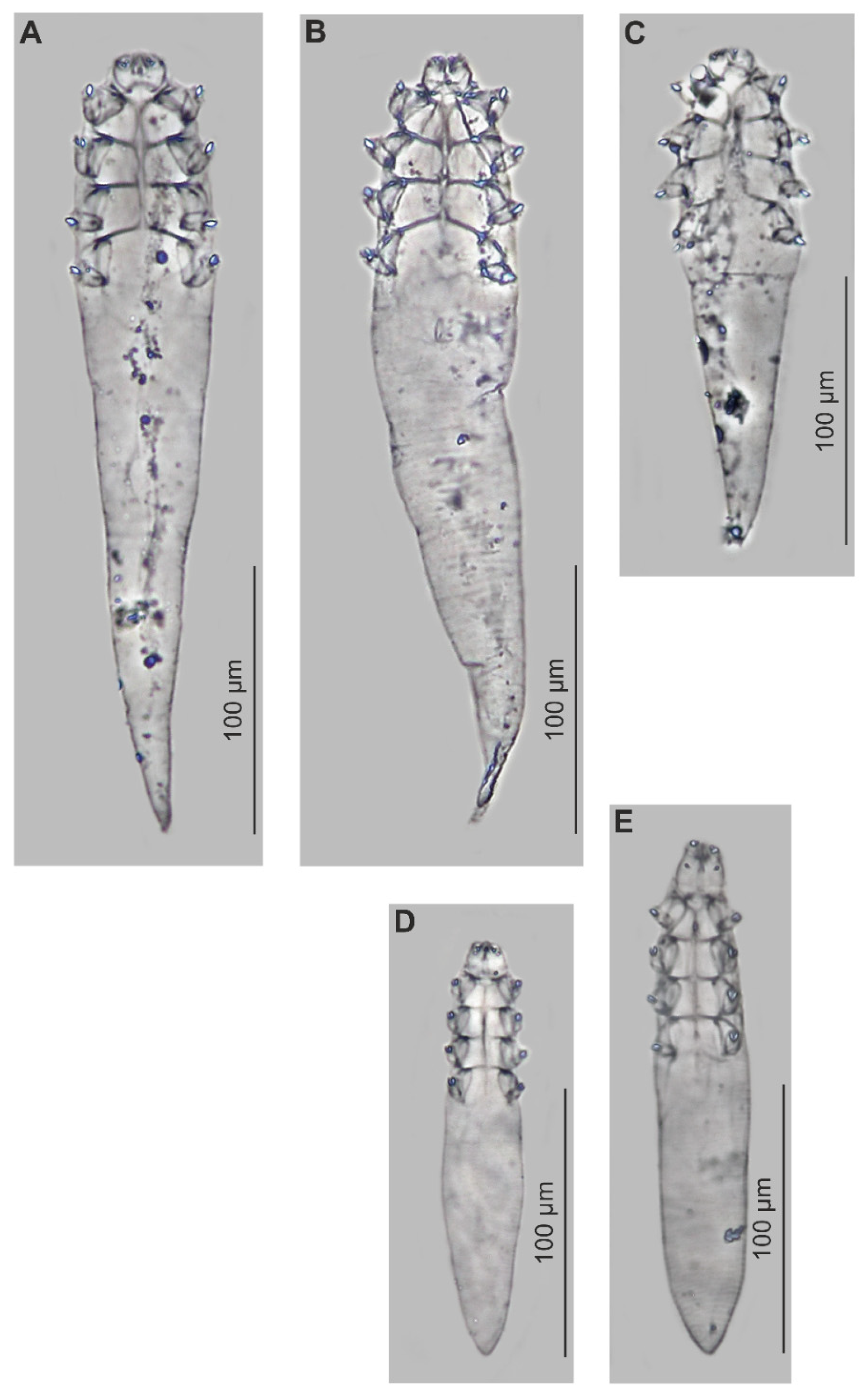 Animals 15 02136 g002