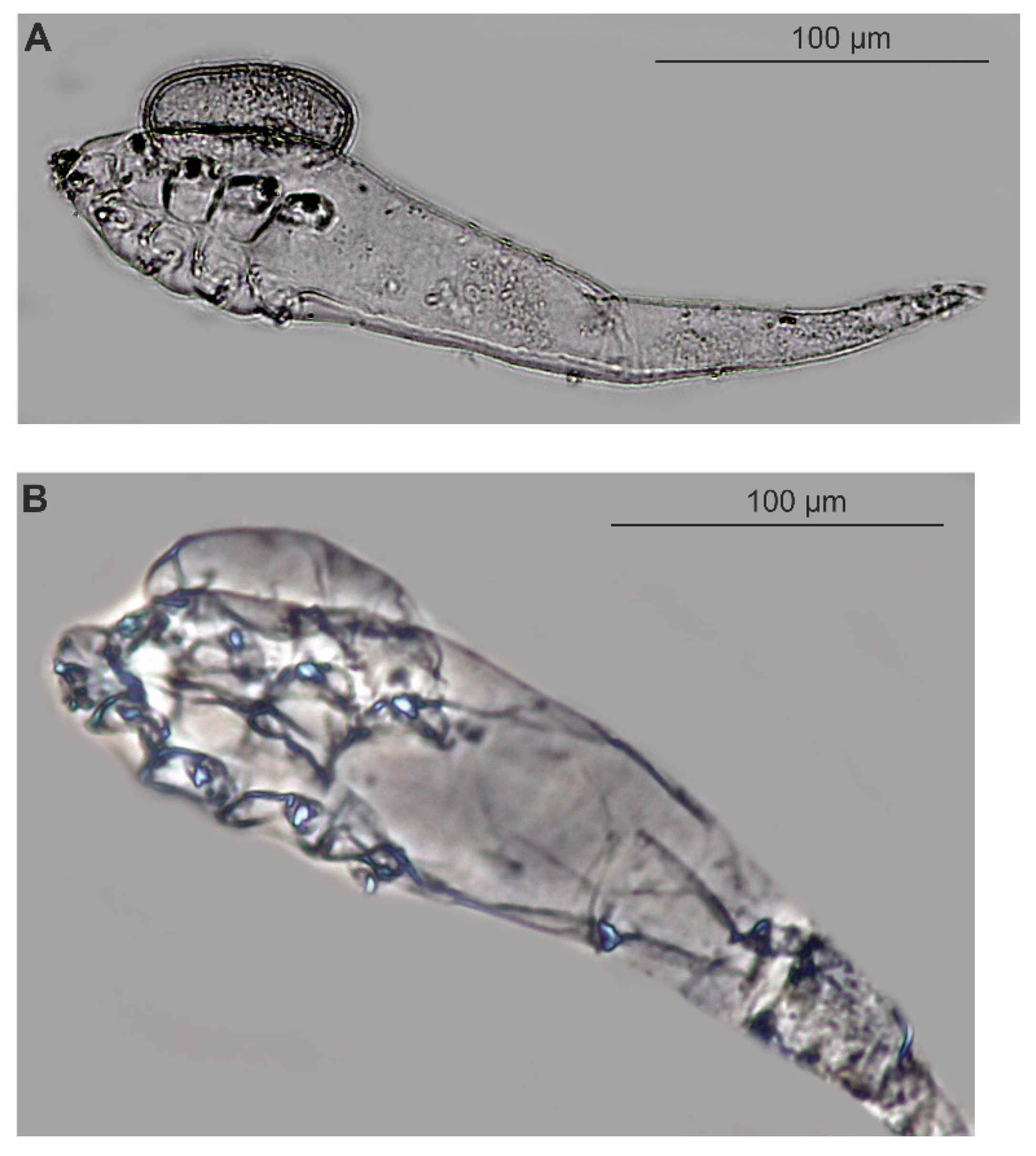 Animals 15 02136 g003