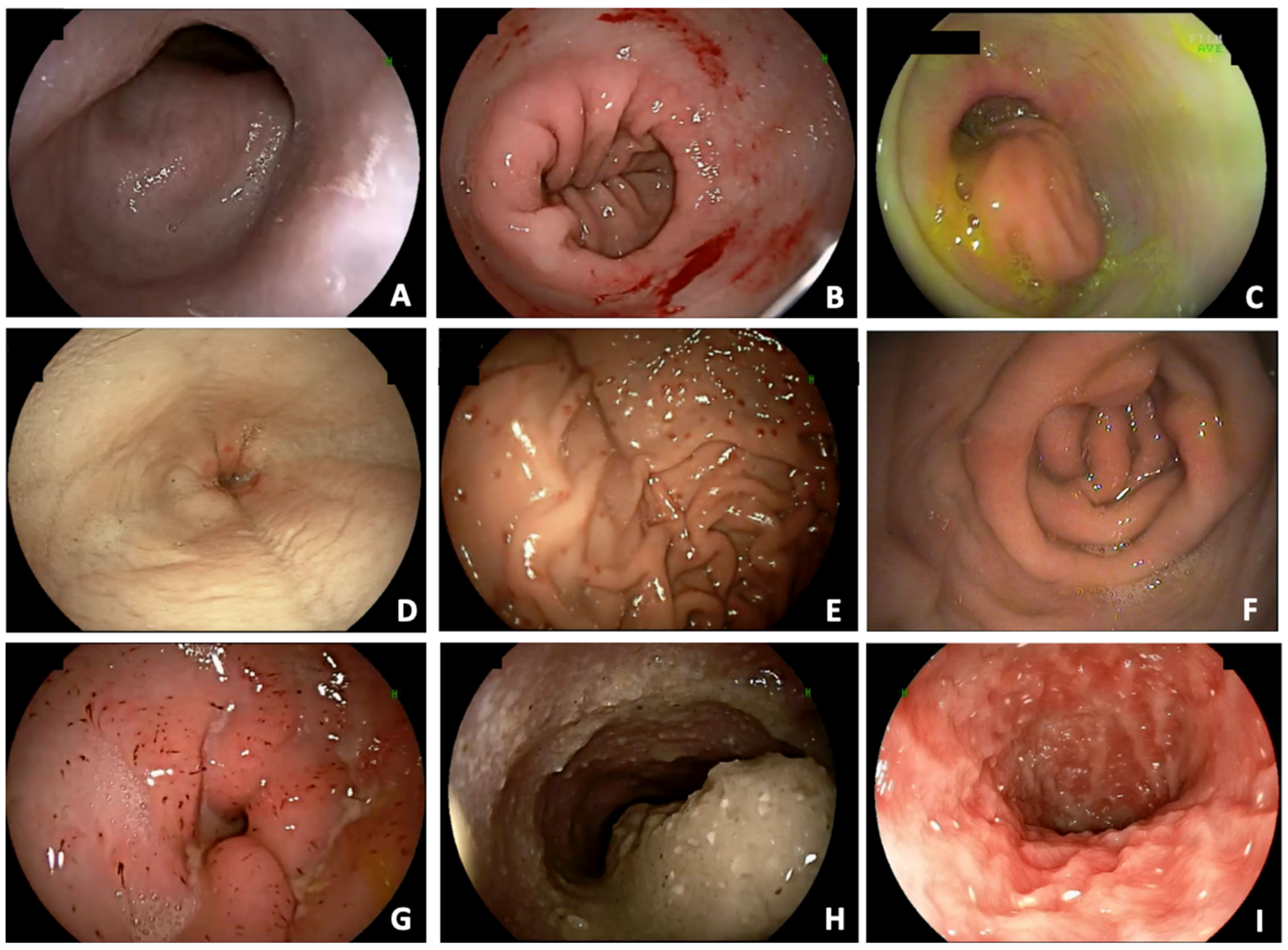 Animals 15 02137 g001