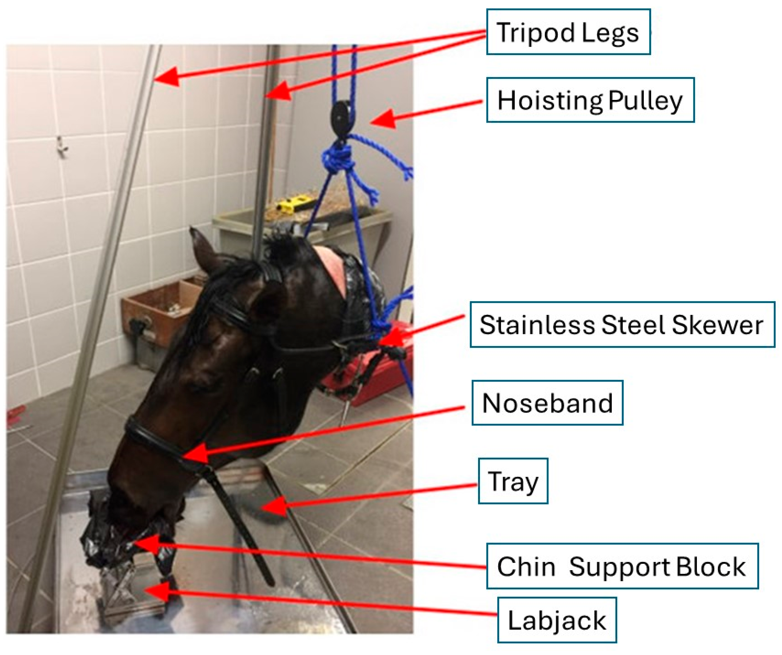 Animals 15 02141 g001