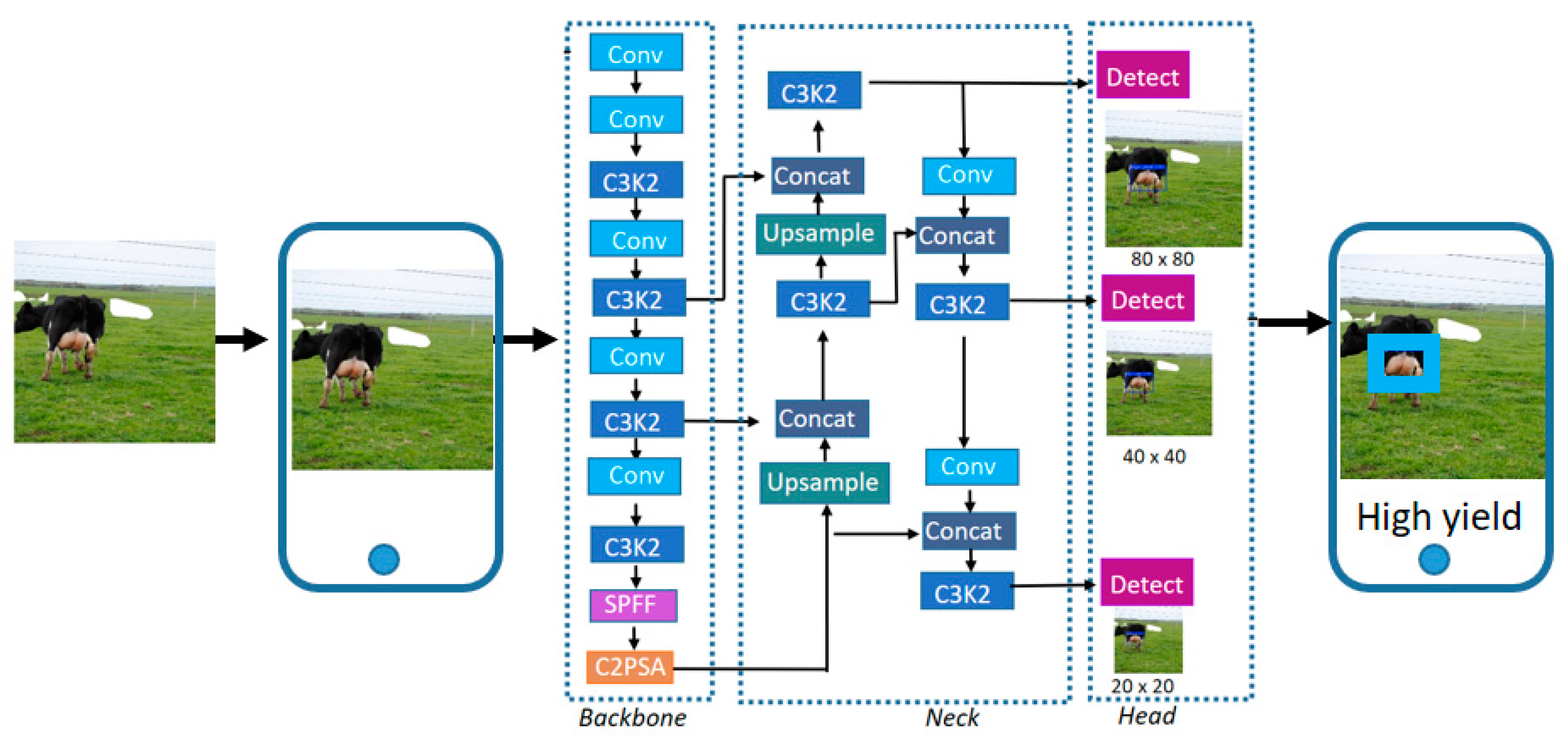 Animals 15 02146 g007