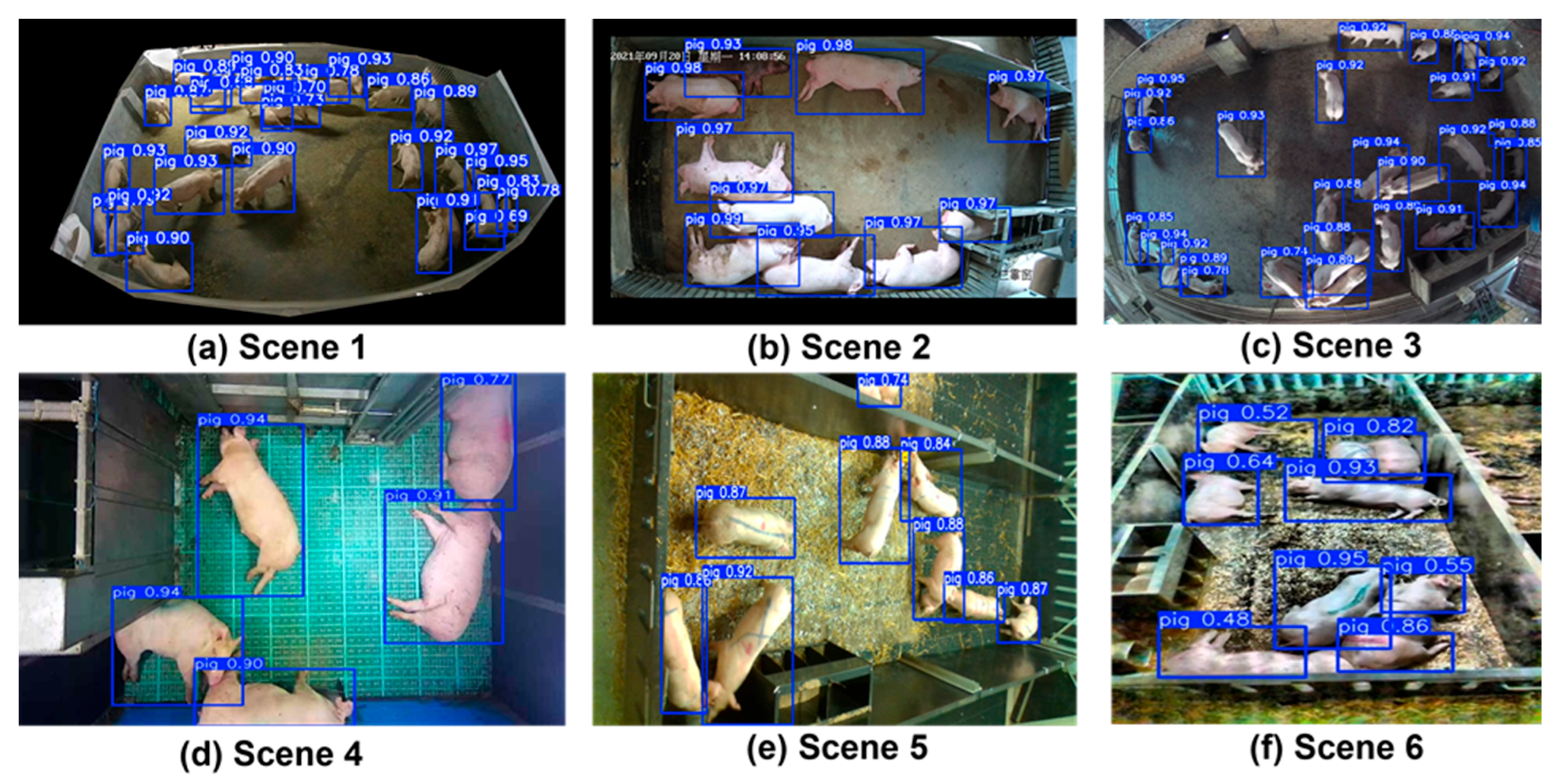 Animals 15 02149 g006