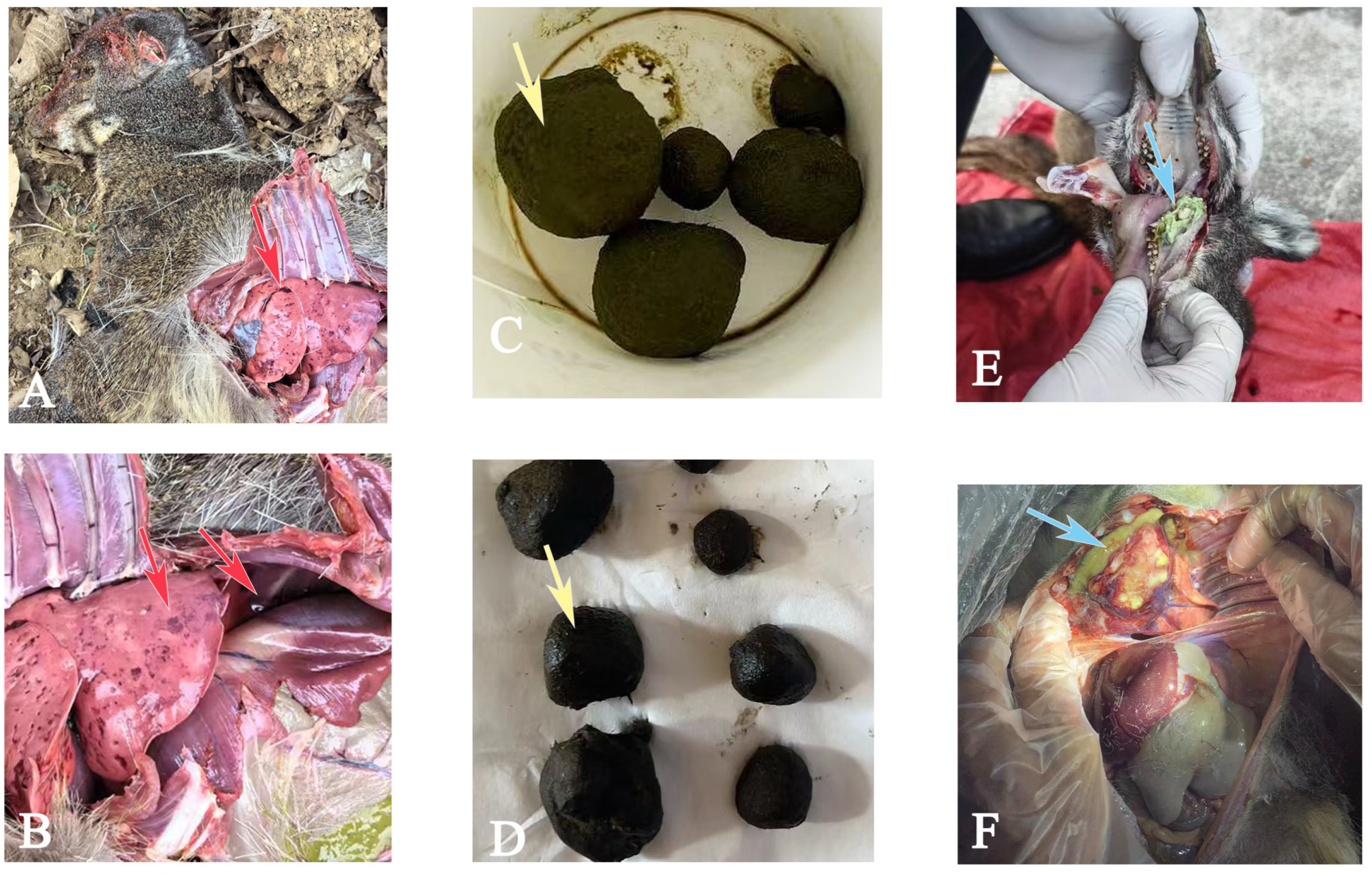 Animals 15 02155 g003