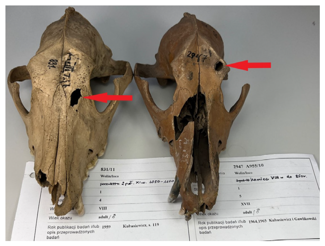 Animals 15 02171 g004 Animals 15 02171 g004