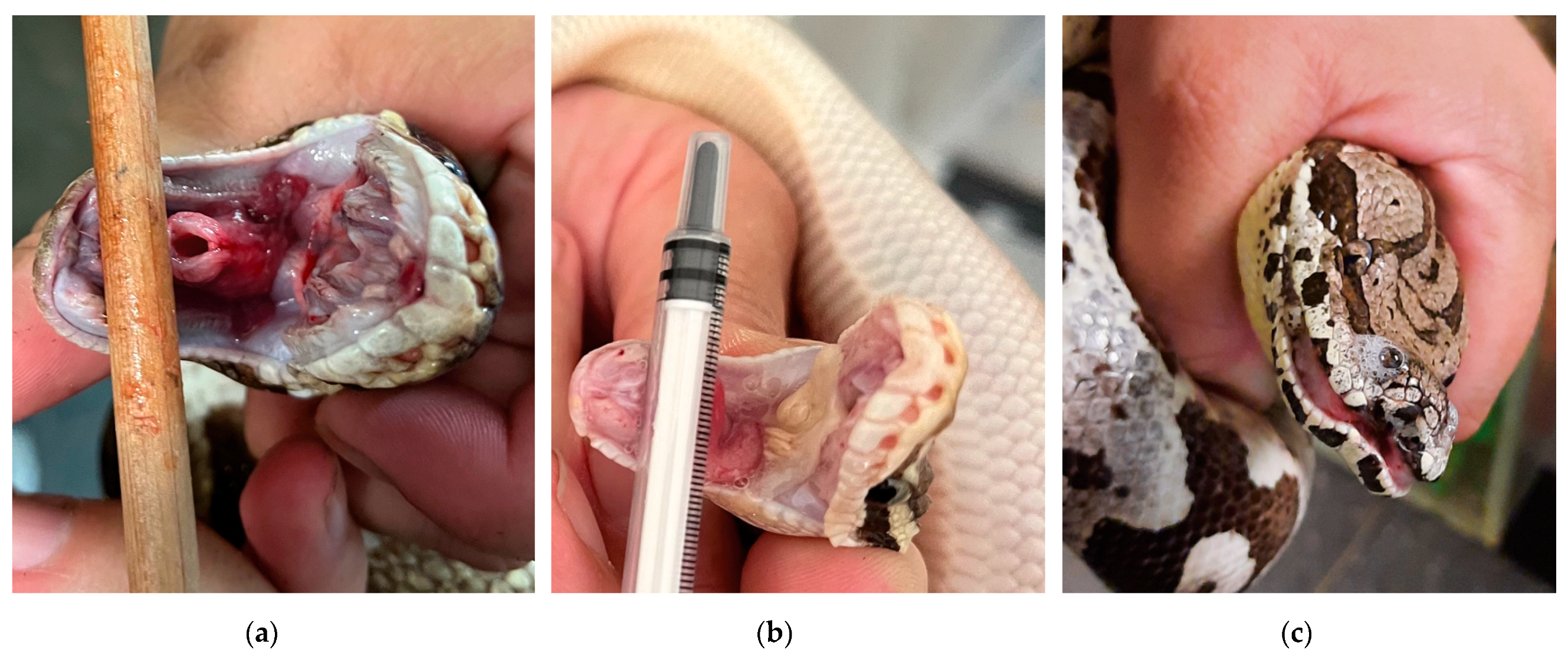 Animals 15 02187 g001