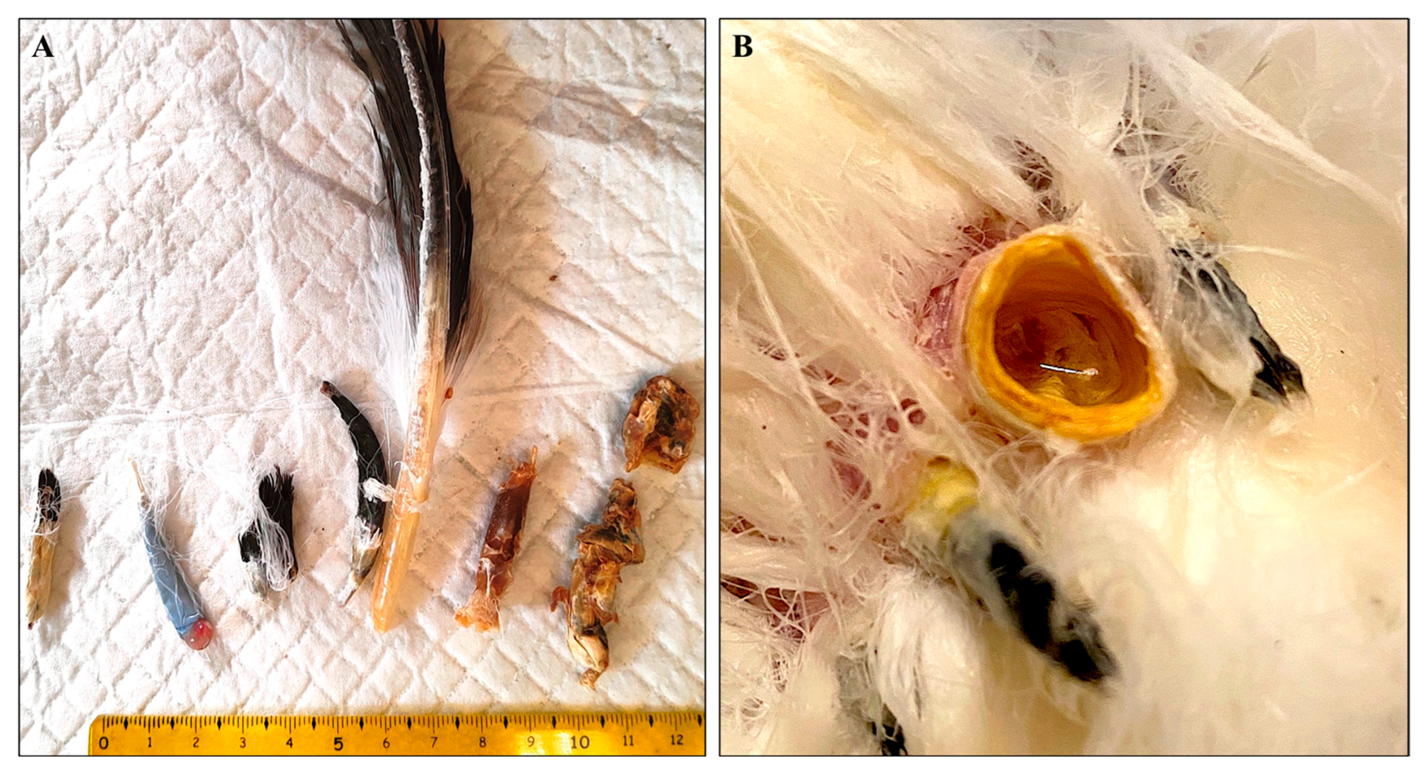 Animals 15 02190 g001