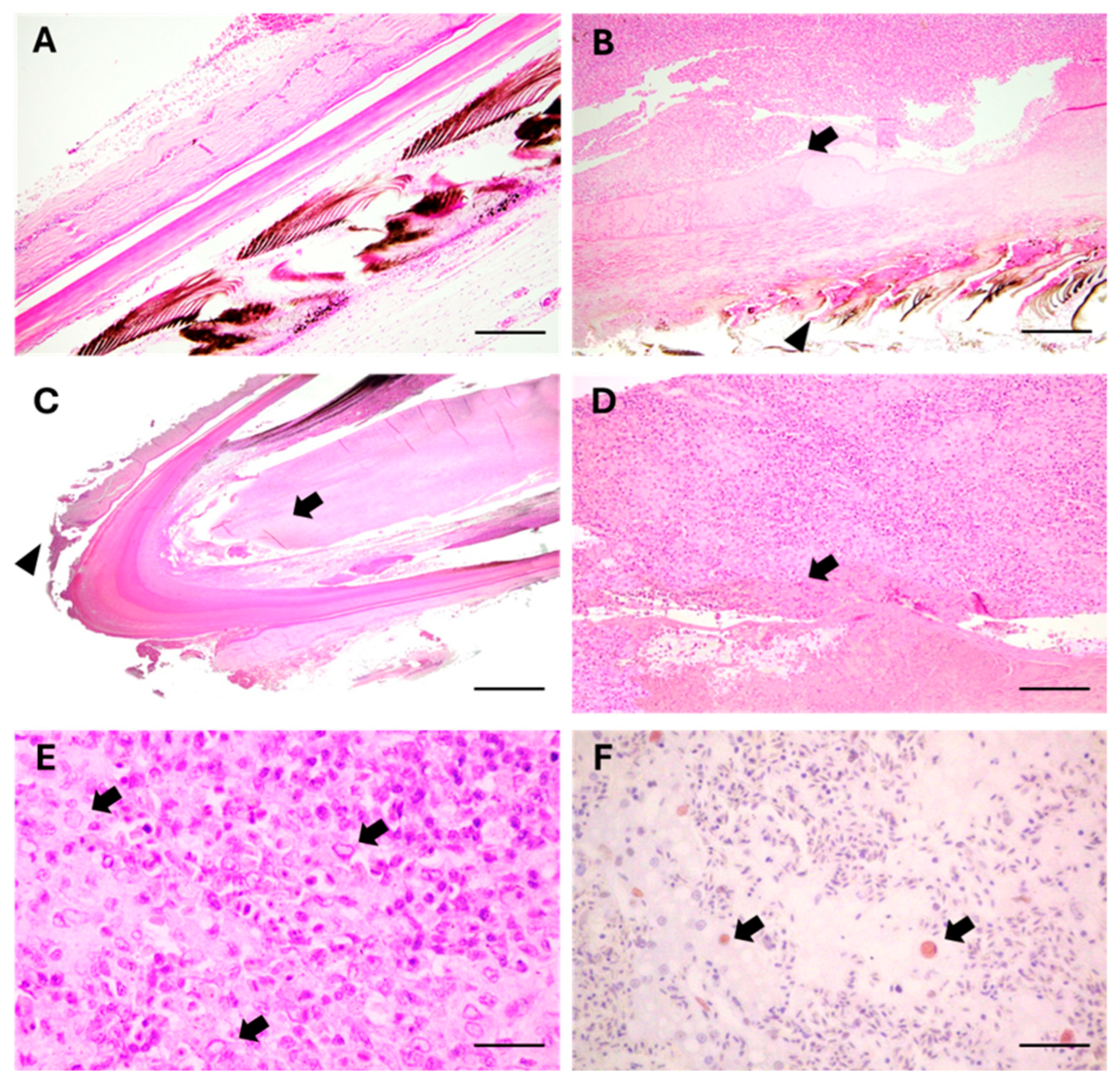 Animals 15 02190 g002