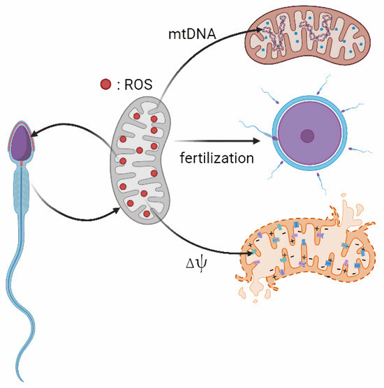 まり Mitochondrial Regulation of Spermatozoa Function: Metabolism