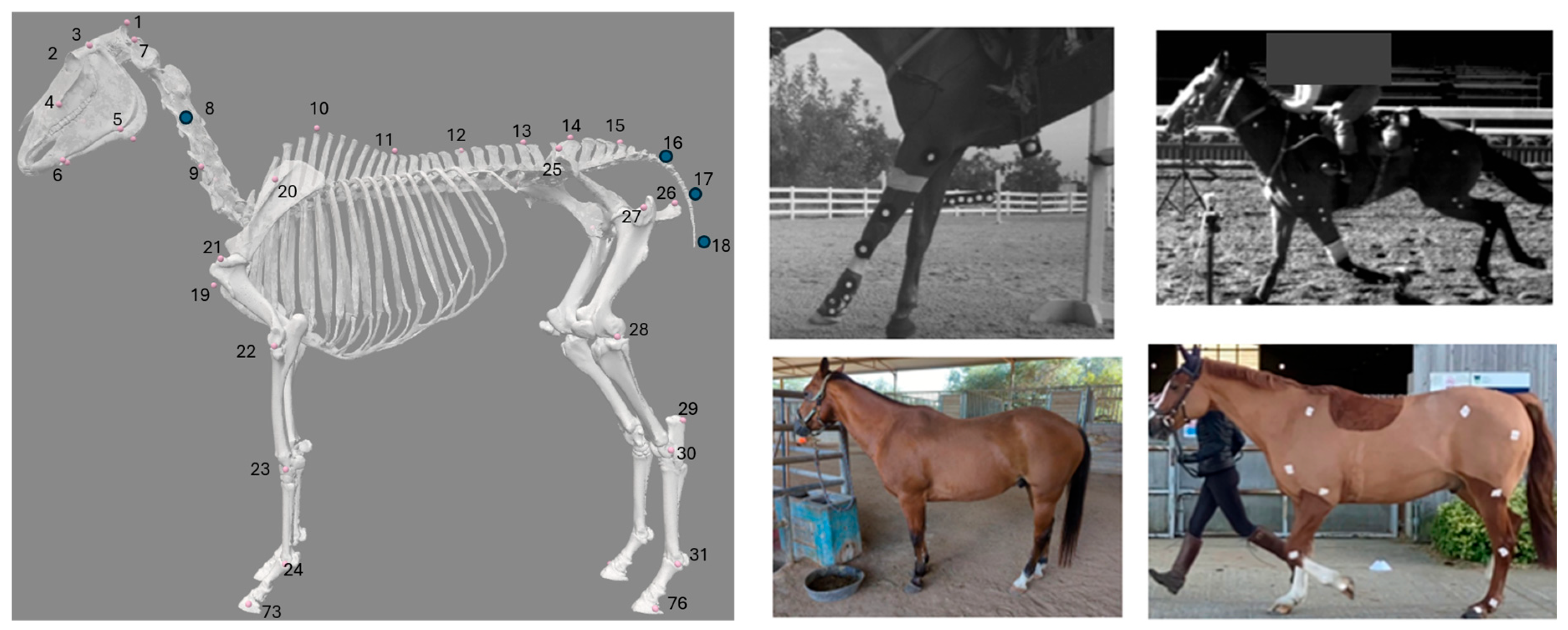 Animals 15 02281 g002 Animals 15 02281 g002