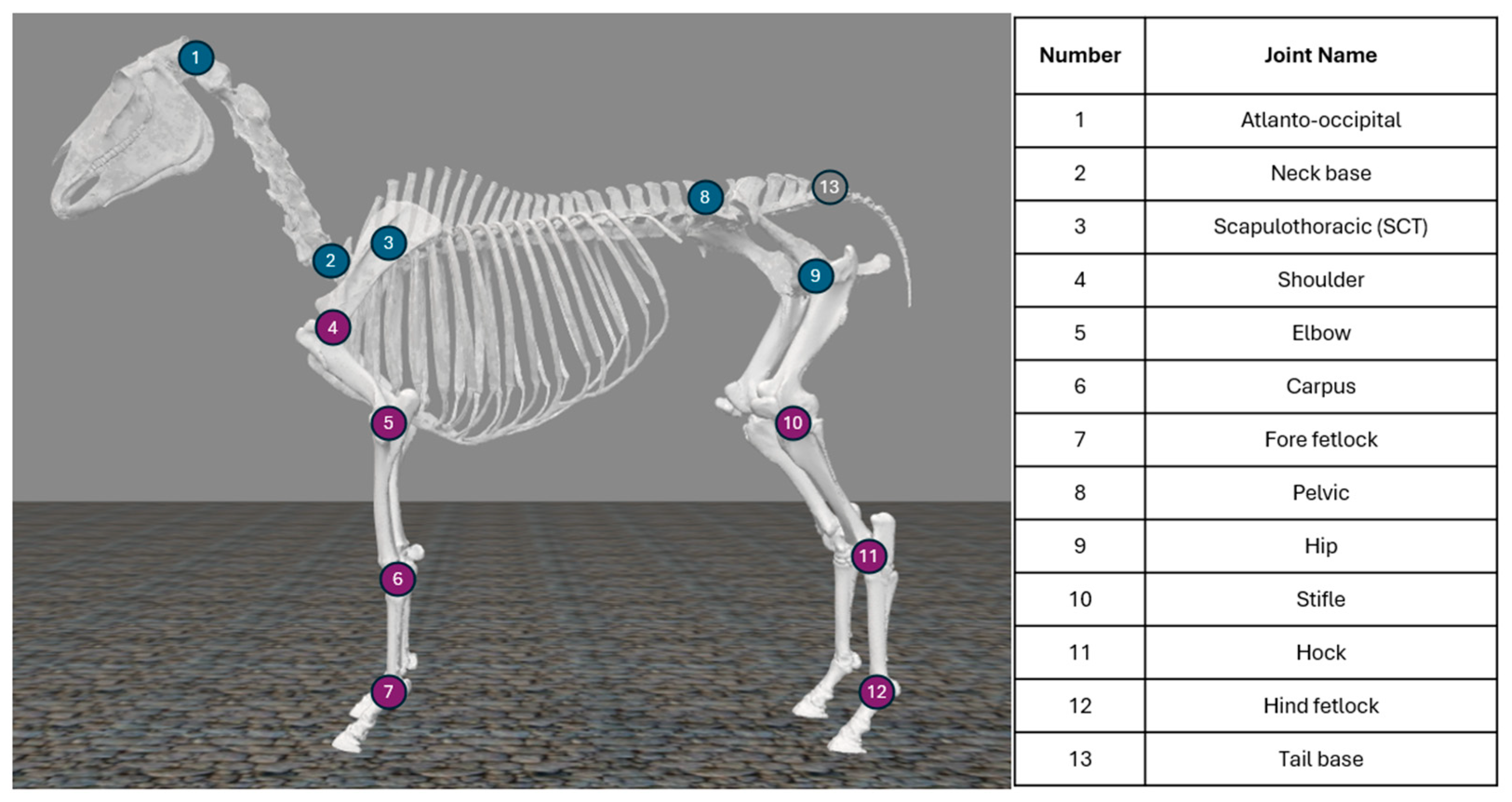 Animals 15 02281 g003 Animals 15 02281 g003