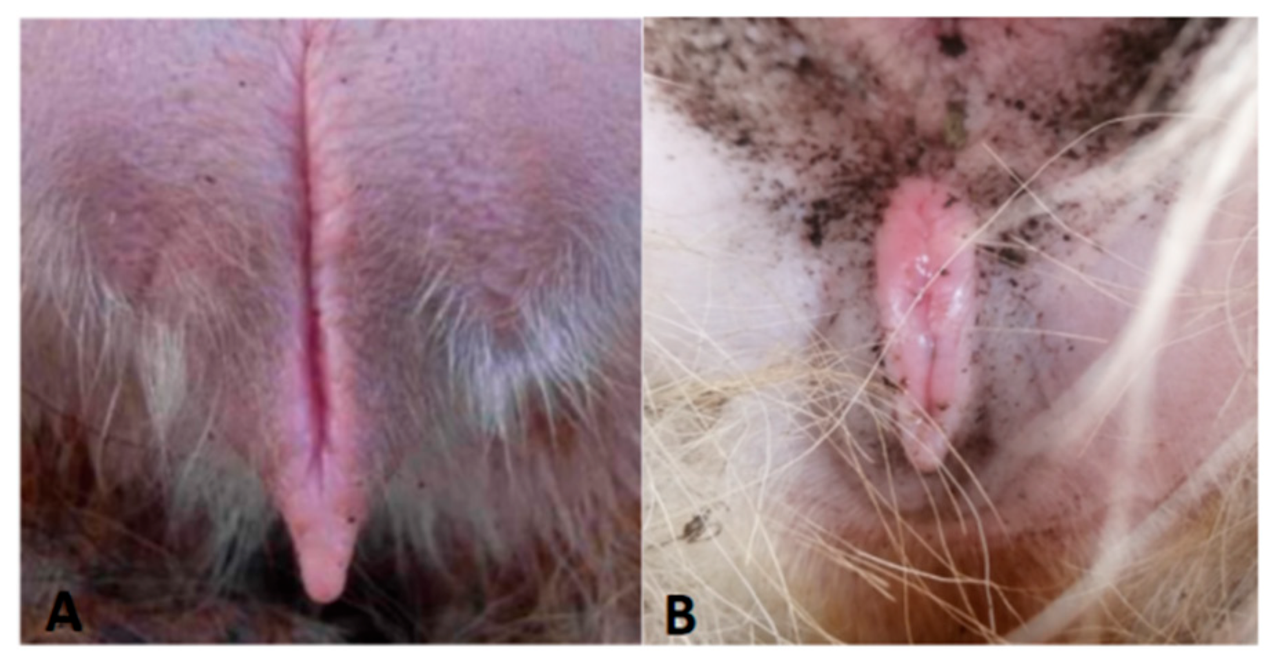 Animals 15 02291 g001