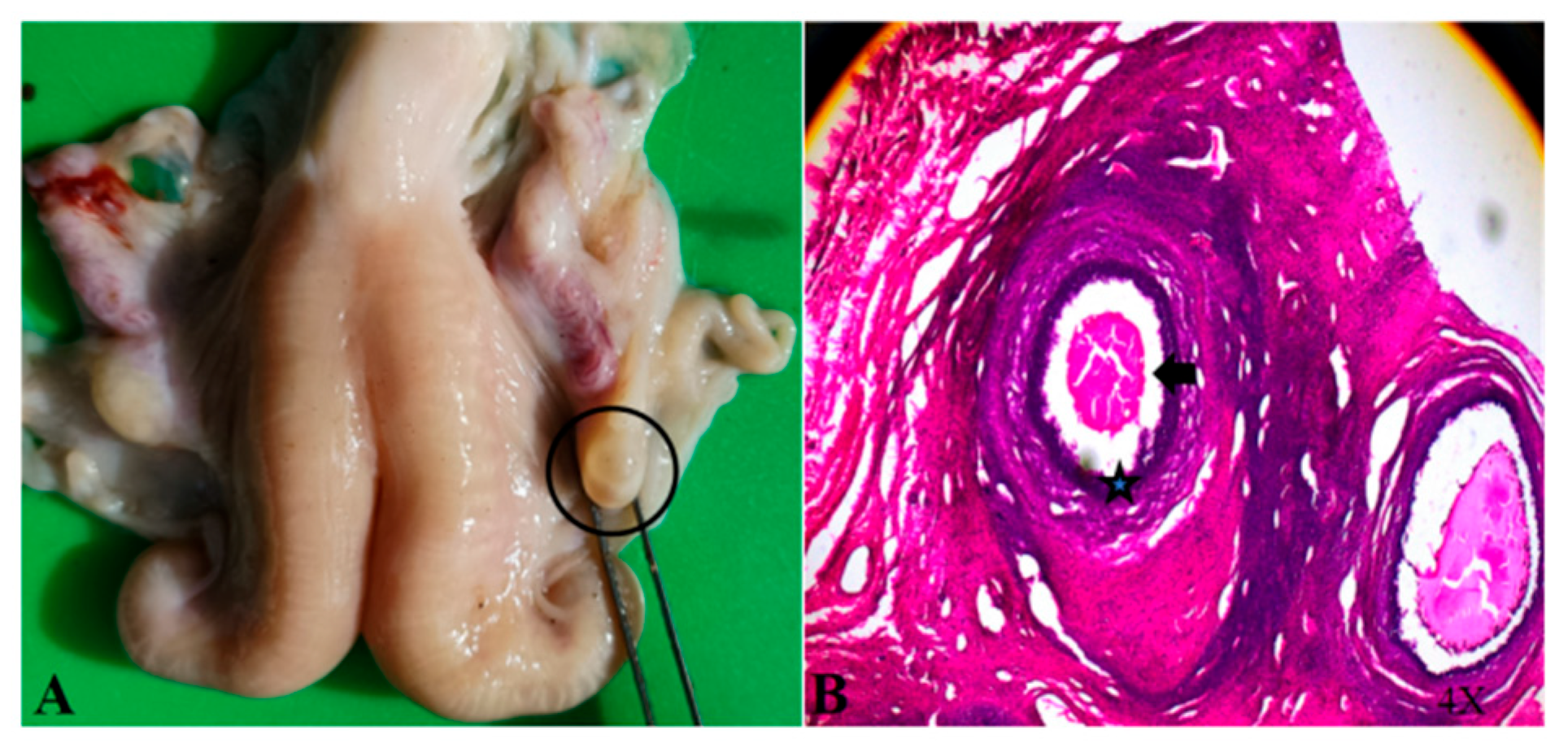 Animals 15 02291 g002