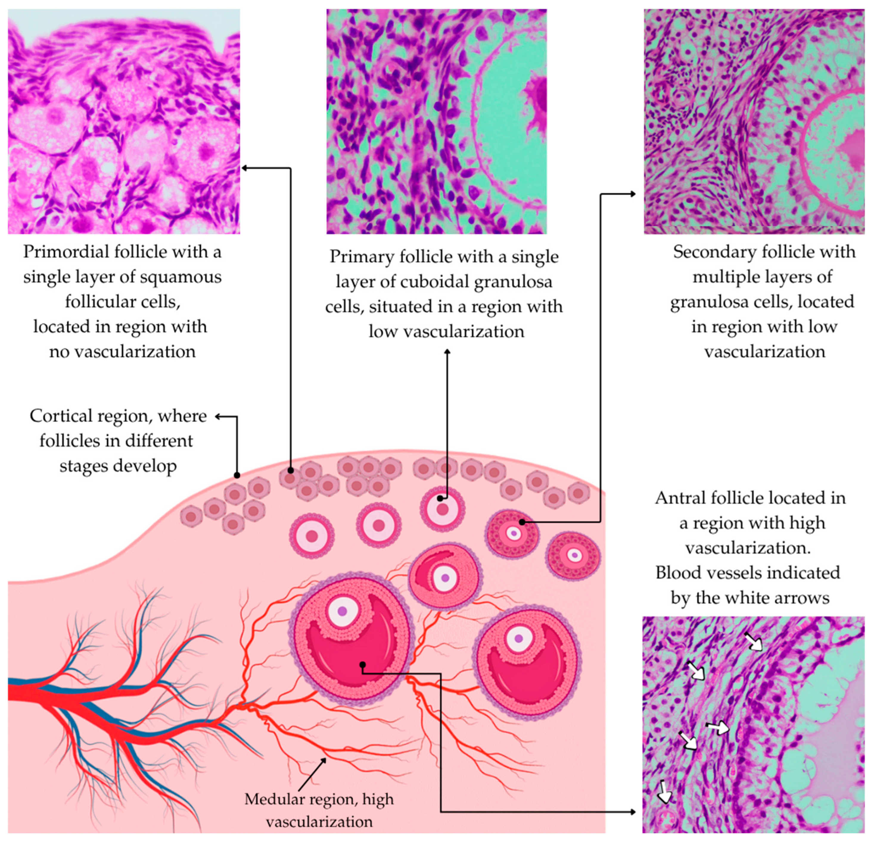 Animals 15 02296 g001