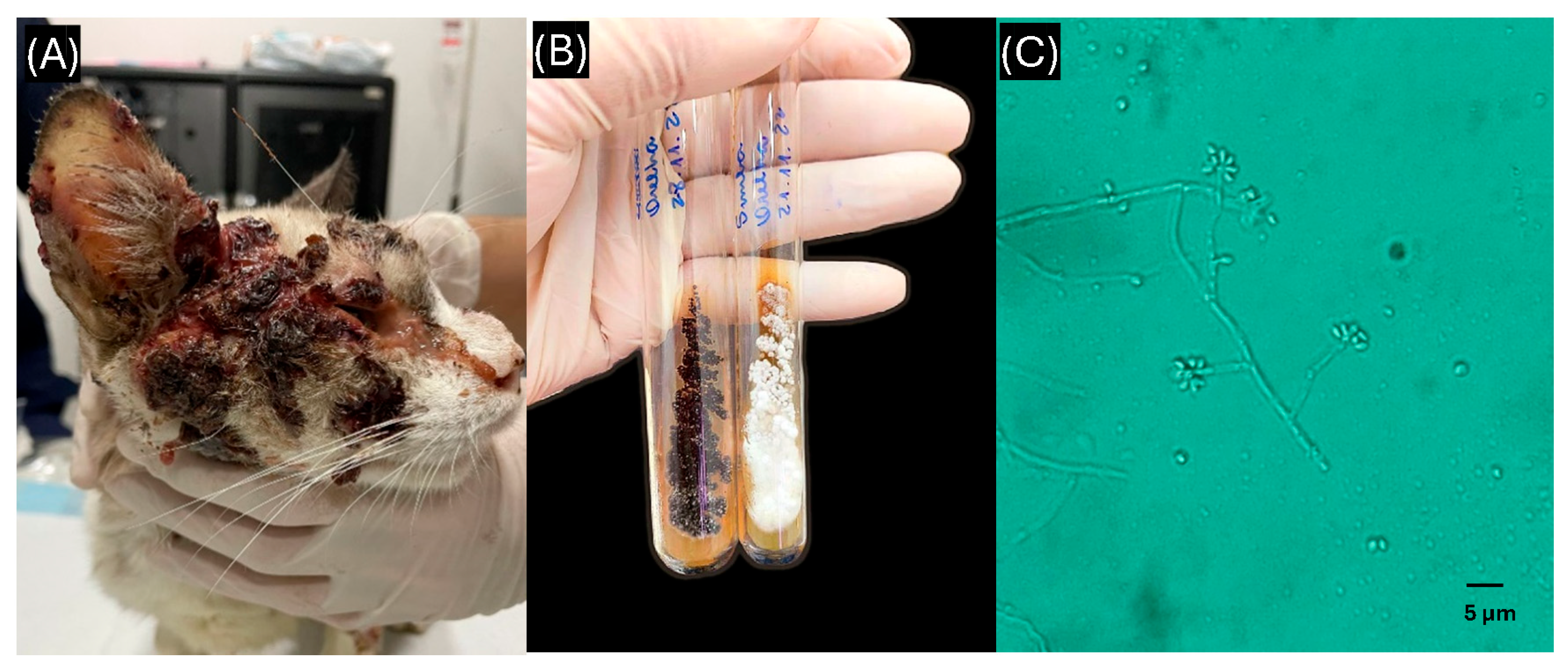 Animals 15 02318 g001 Animals 15 02318 g001