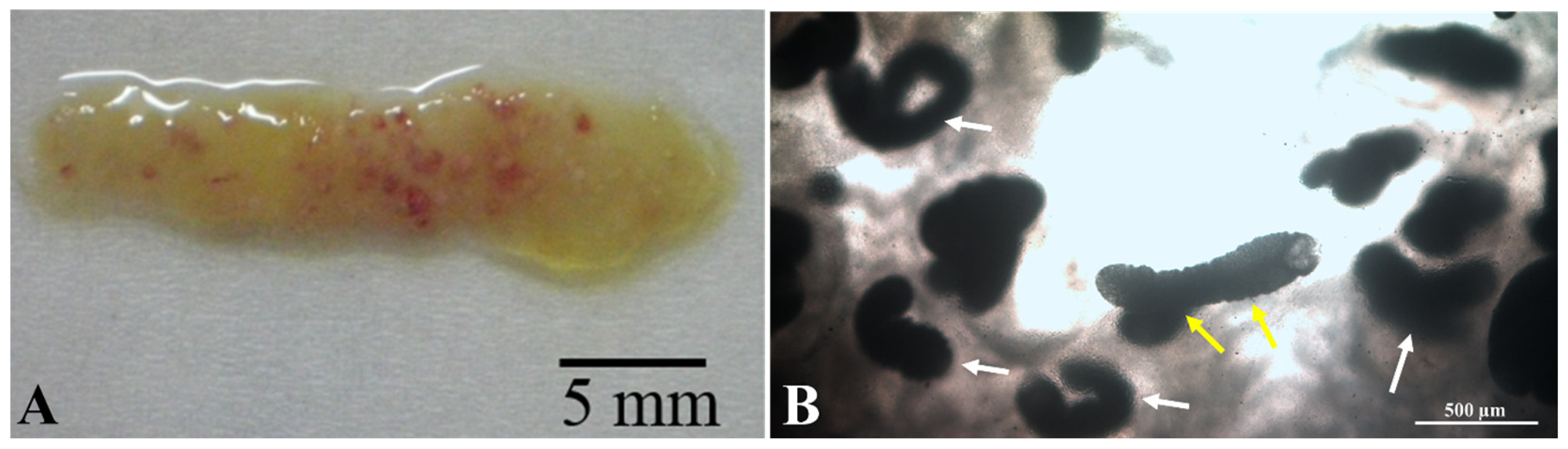 Animals 15 02334 g002 Animals 15 02334 g002