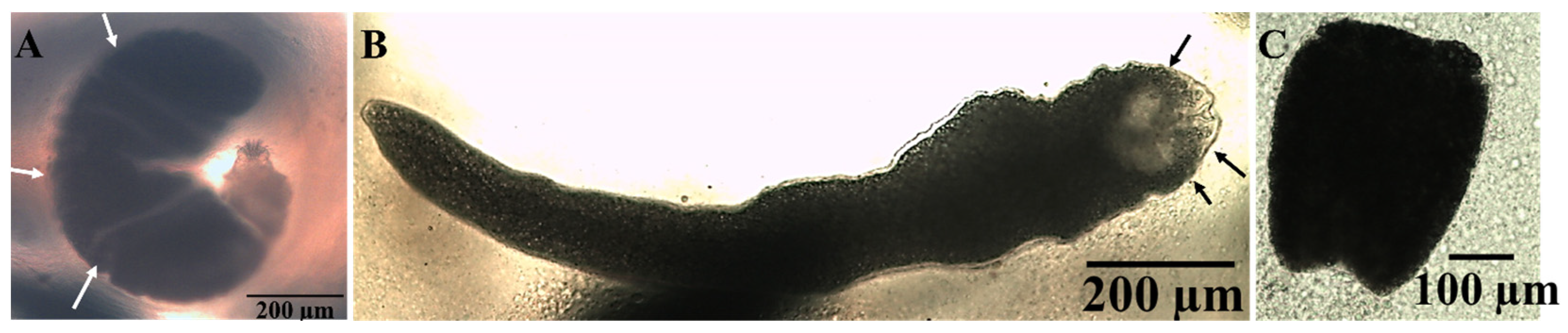 Animals 15 02334 g003 Animals 15 02334 g003