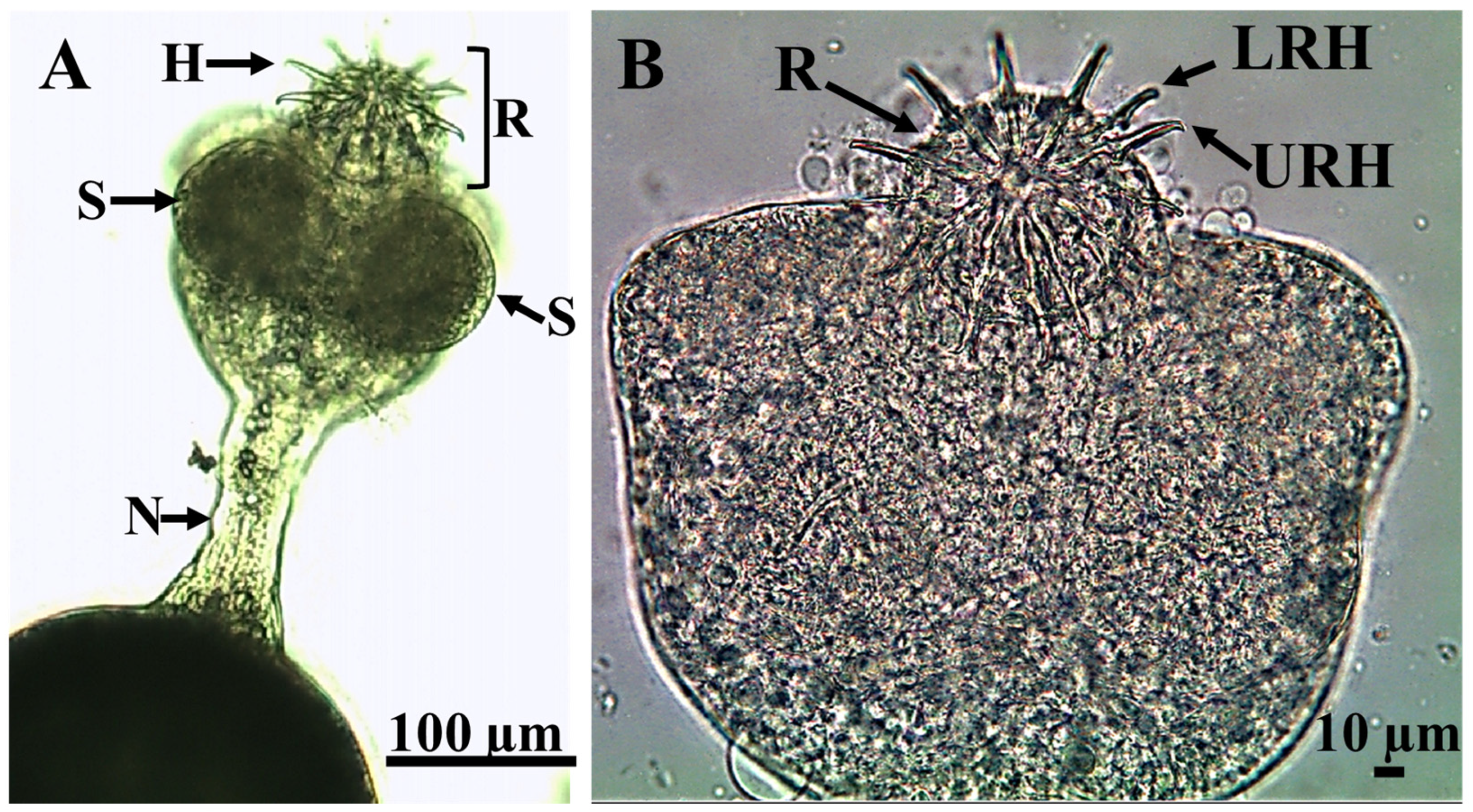 Animals 15 02334 g005 Animals 15 02334 g005