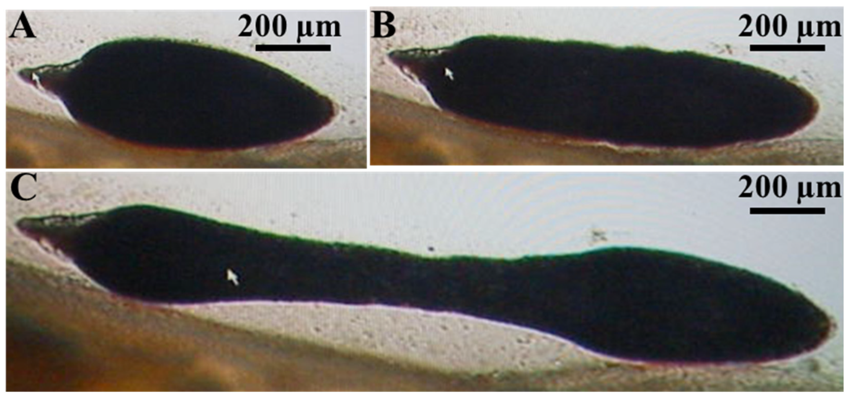 Animals 15 02334 g007 Animals 15 02334 g007