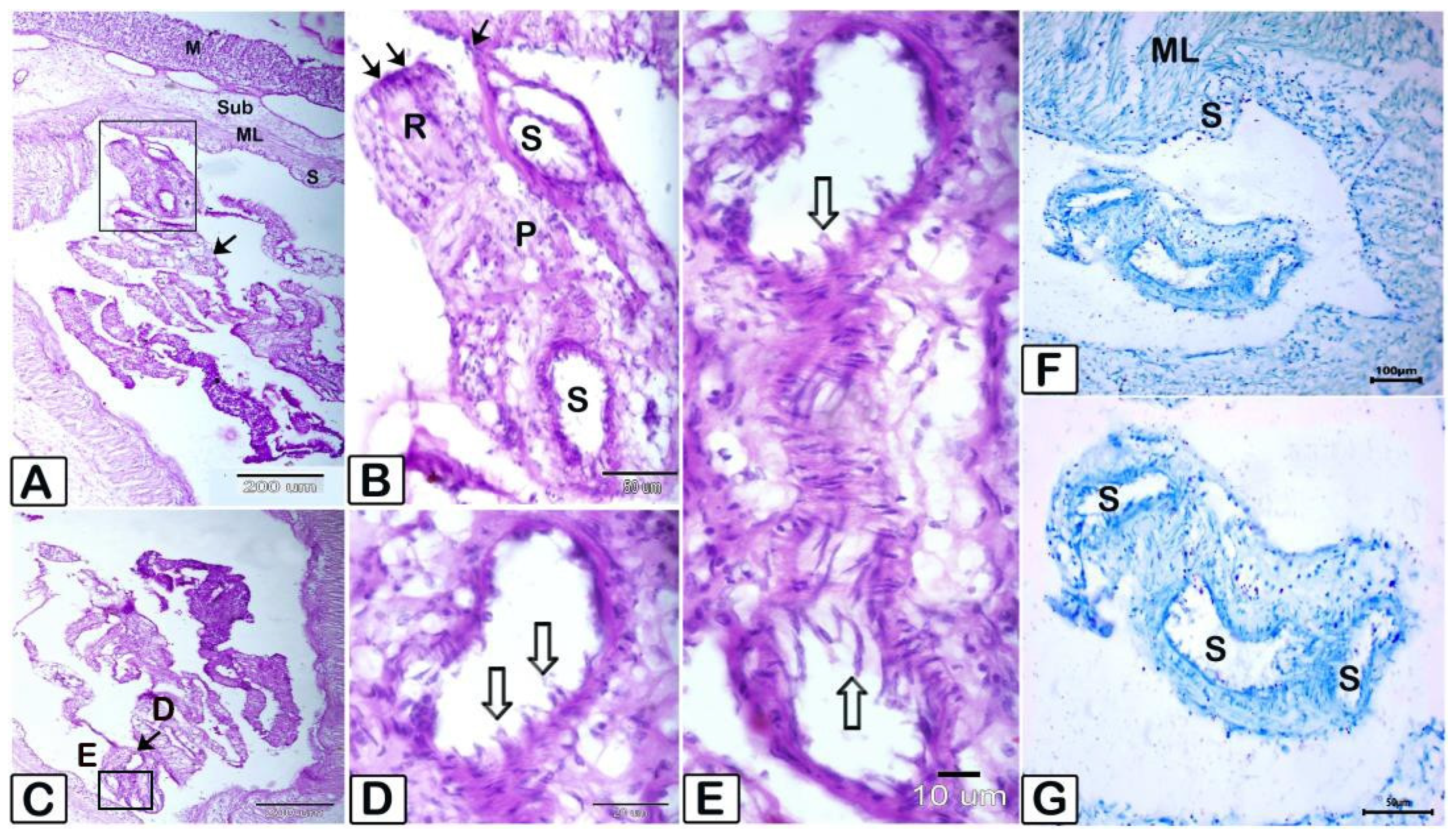 Animals 15 02334 g009 Animals 15 02334 g009