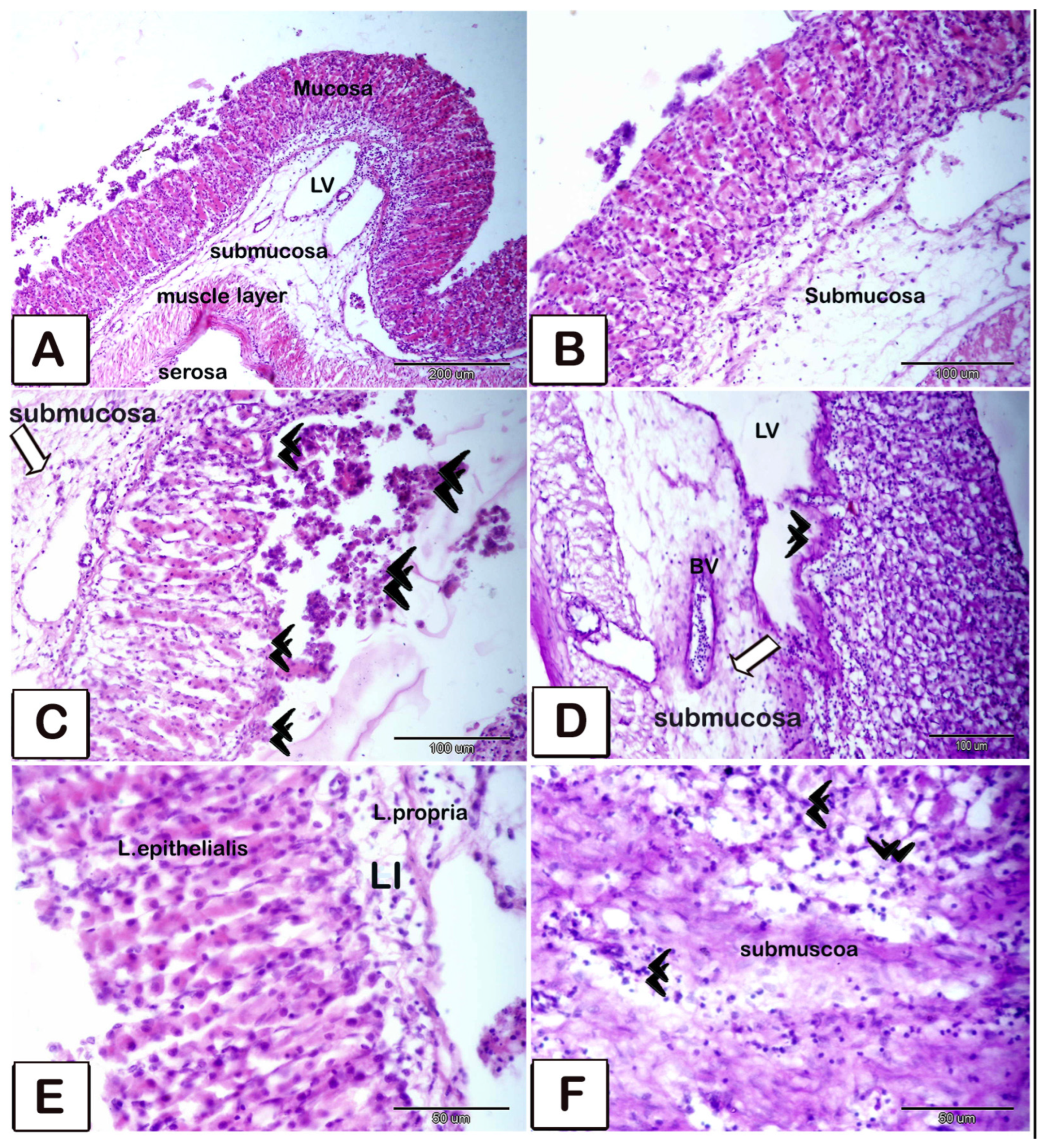 Animals 15 02334 g010 Animals 15 02334 g010