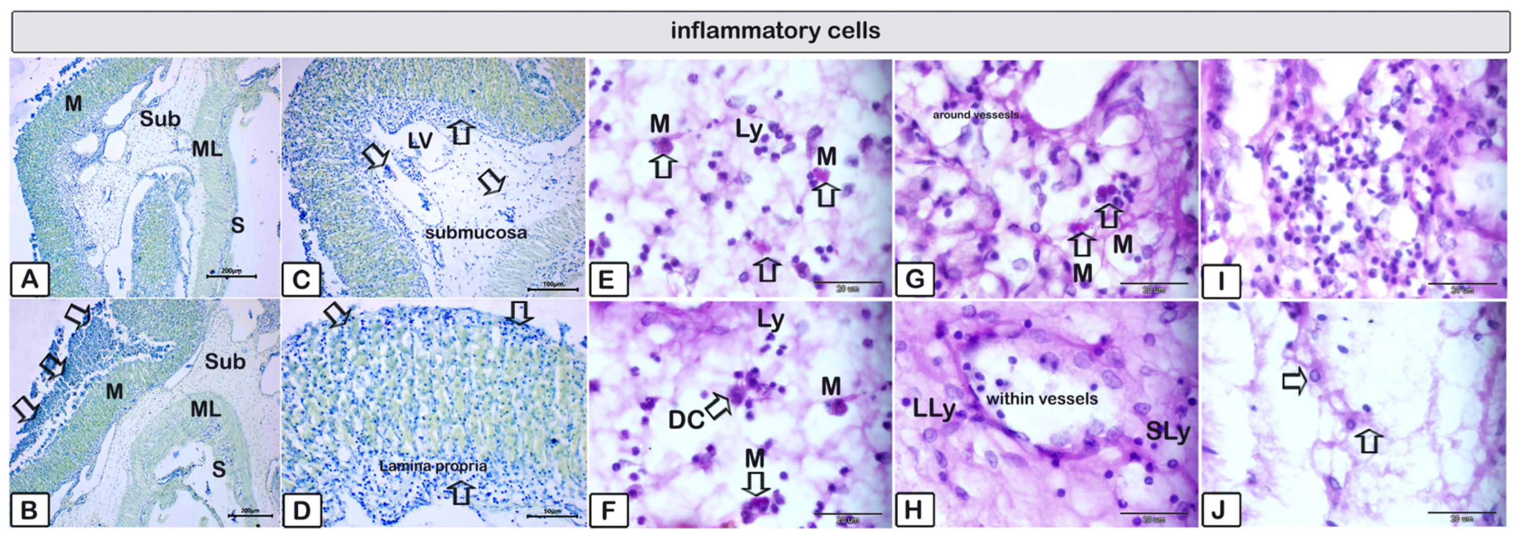Animals 15 02334 g011 Animals 15 02334 g011