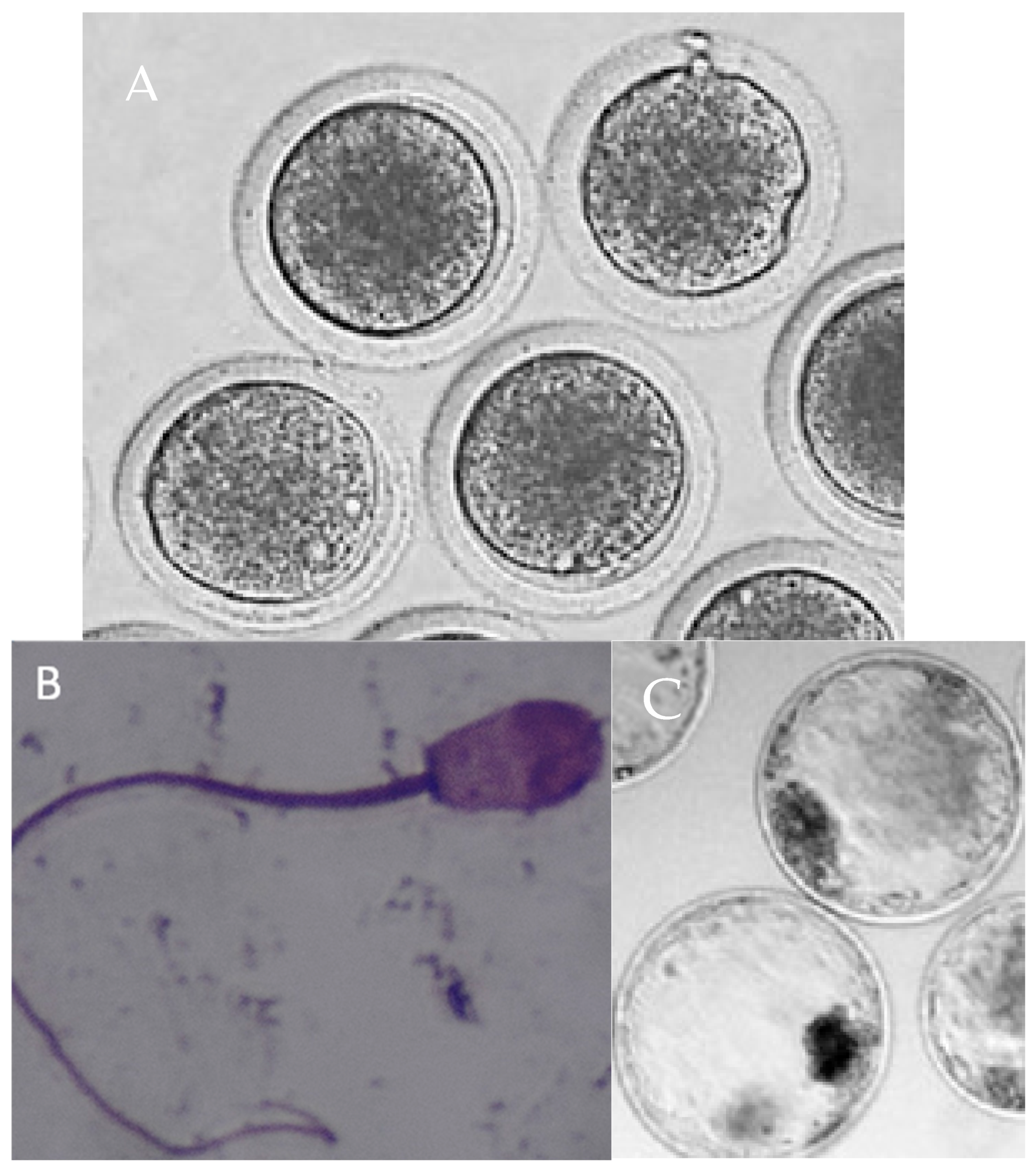 Animals 15 02335 g002