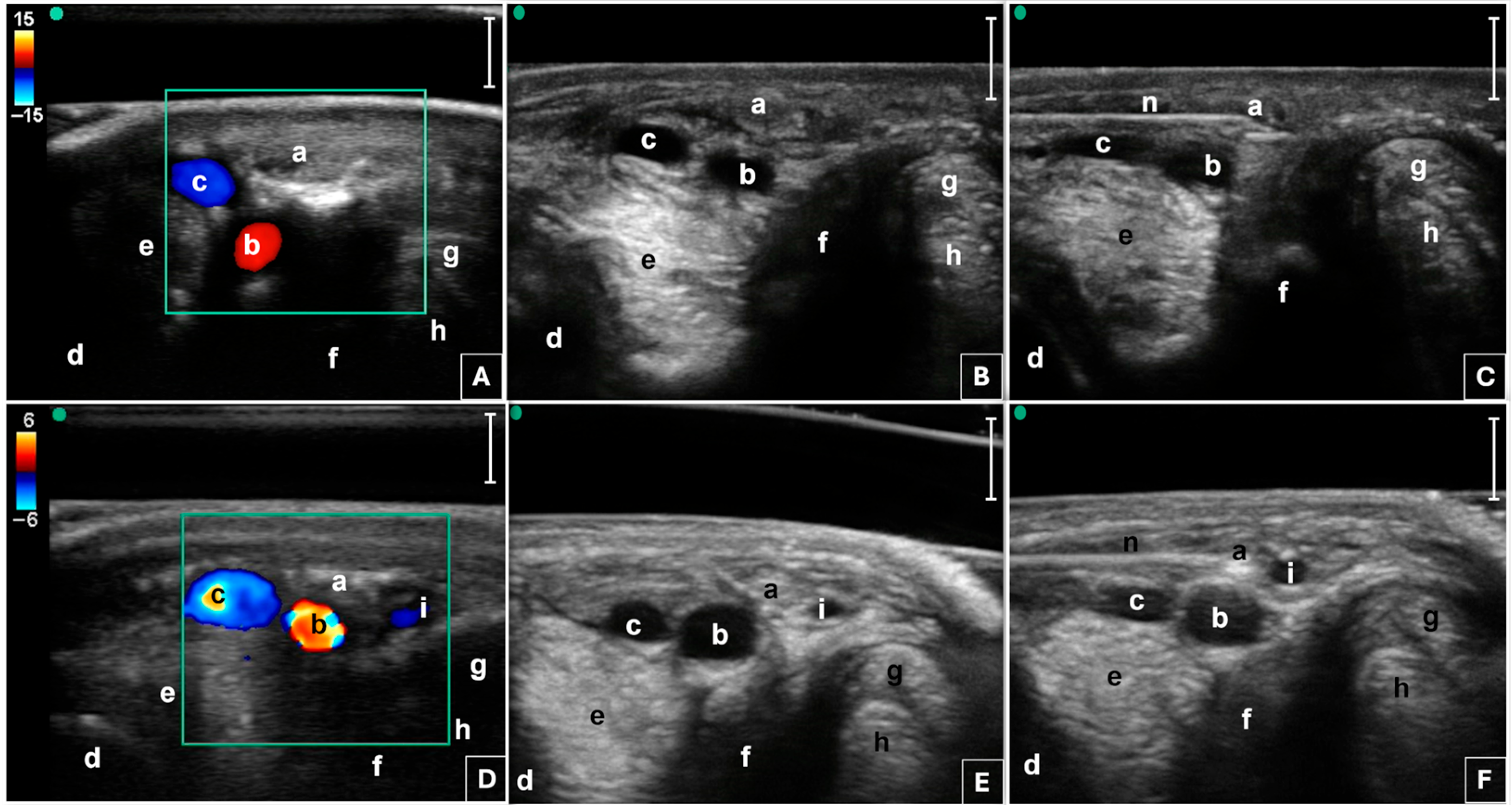 Animals 15 02341 g001 Animals 15 02341 g001