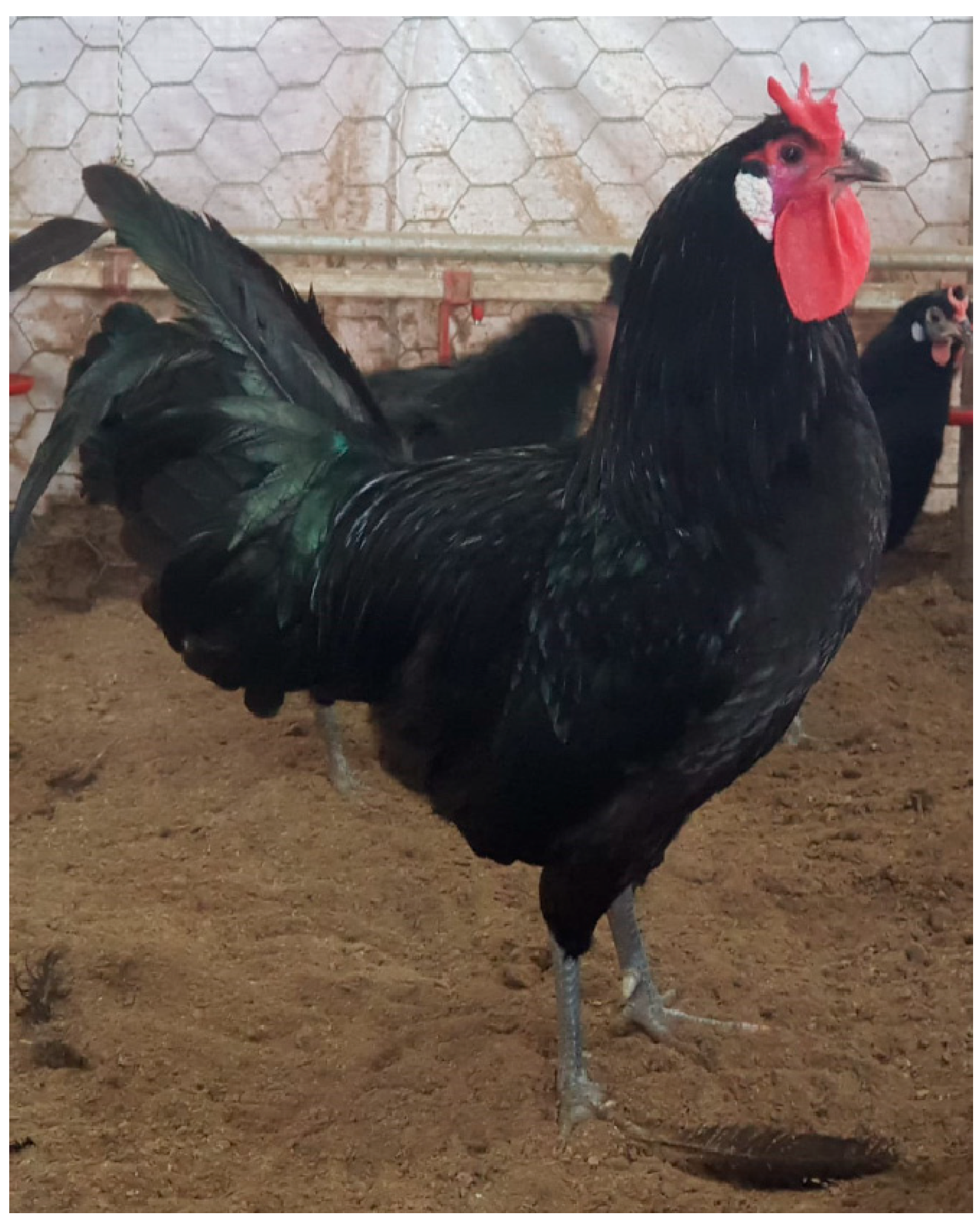 Animals 15 02347 g001