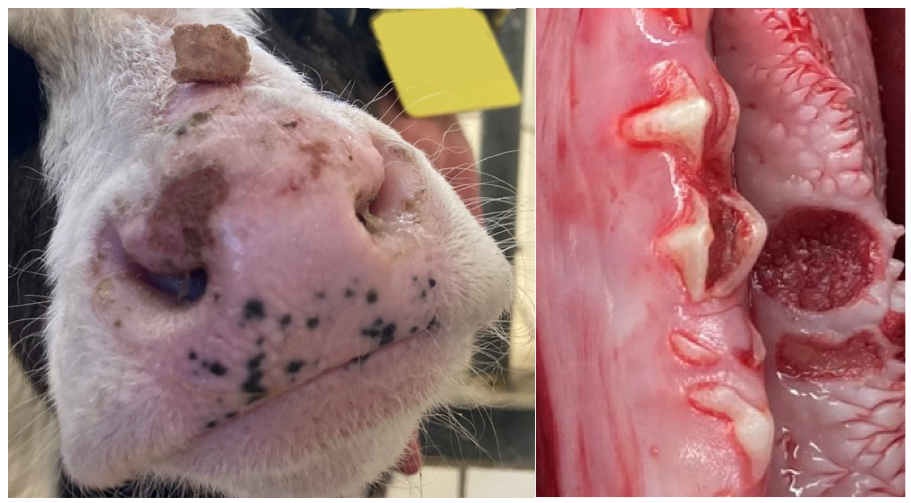 Animals 15 02359 g001