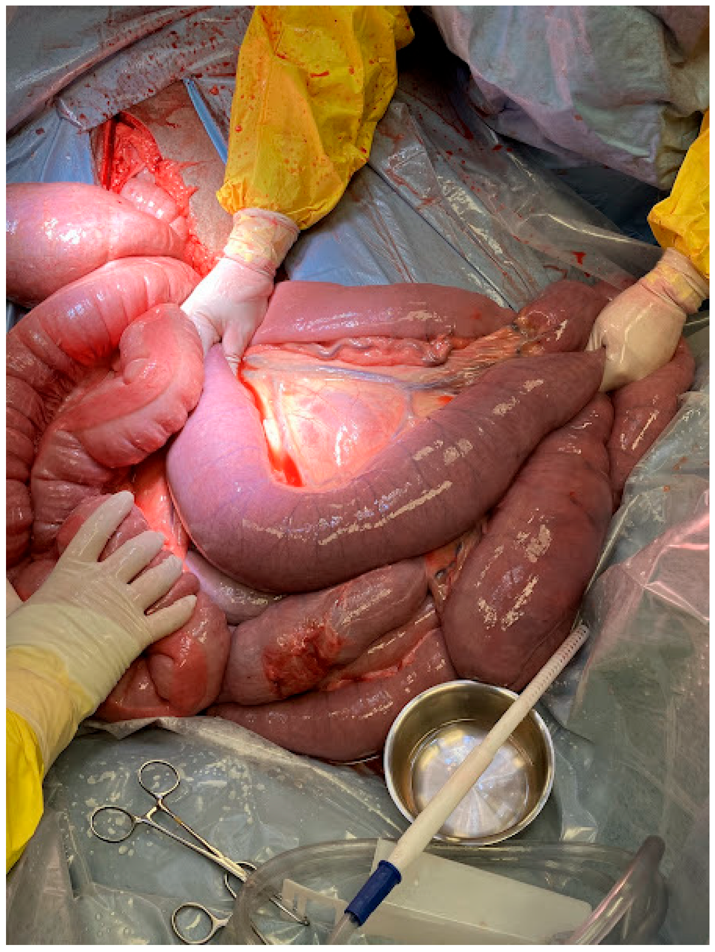 Animals 15 02363 g001