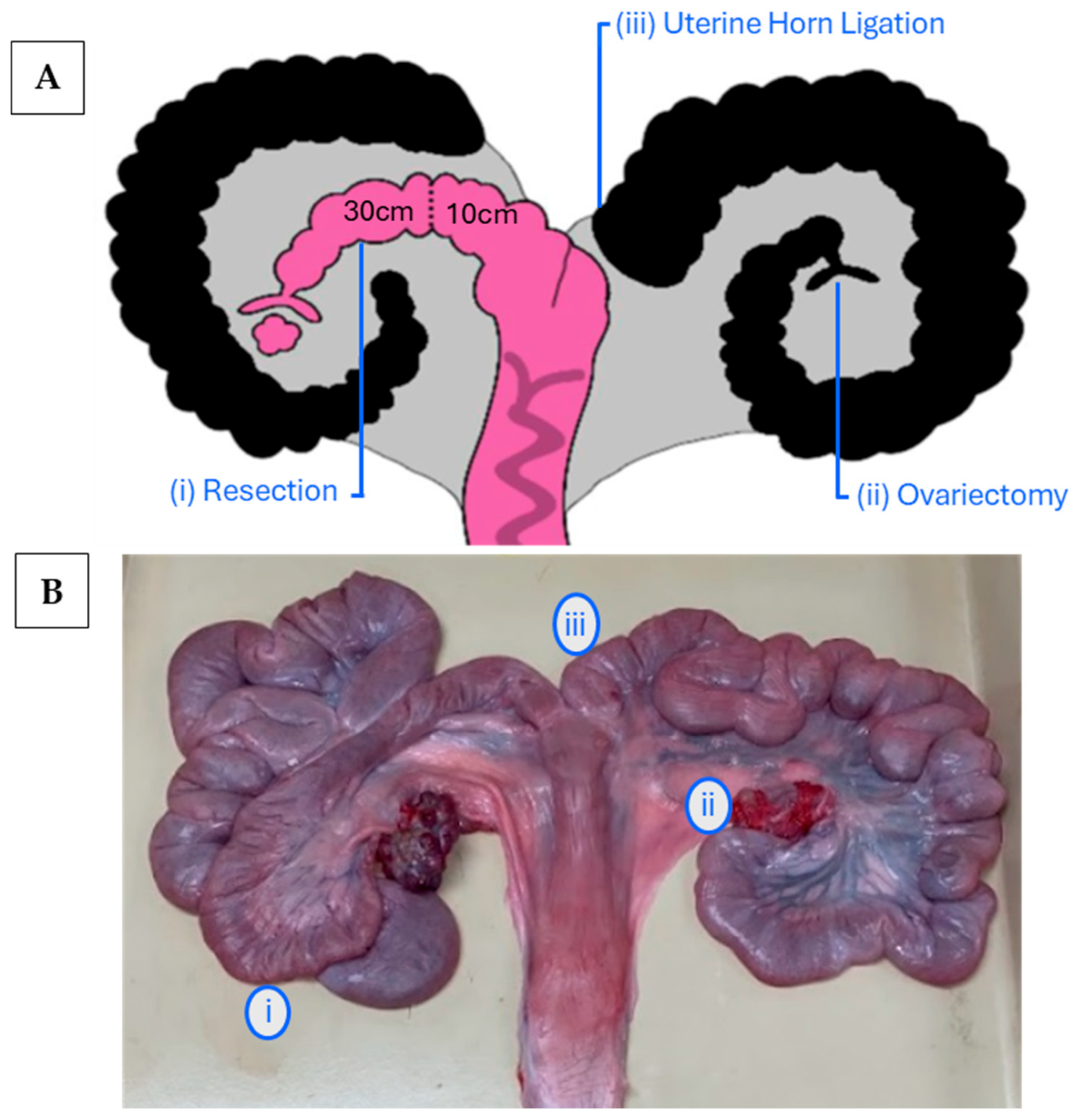 Animals 15 02366 g001