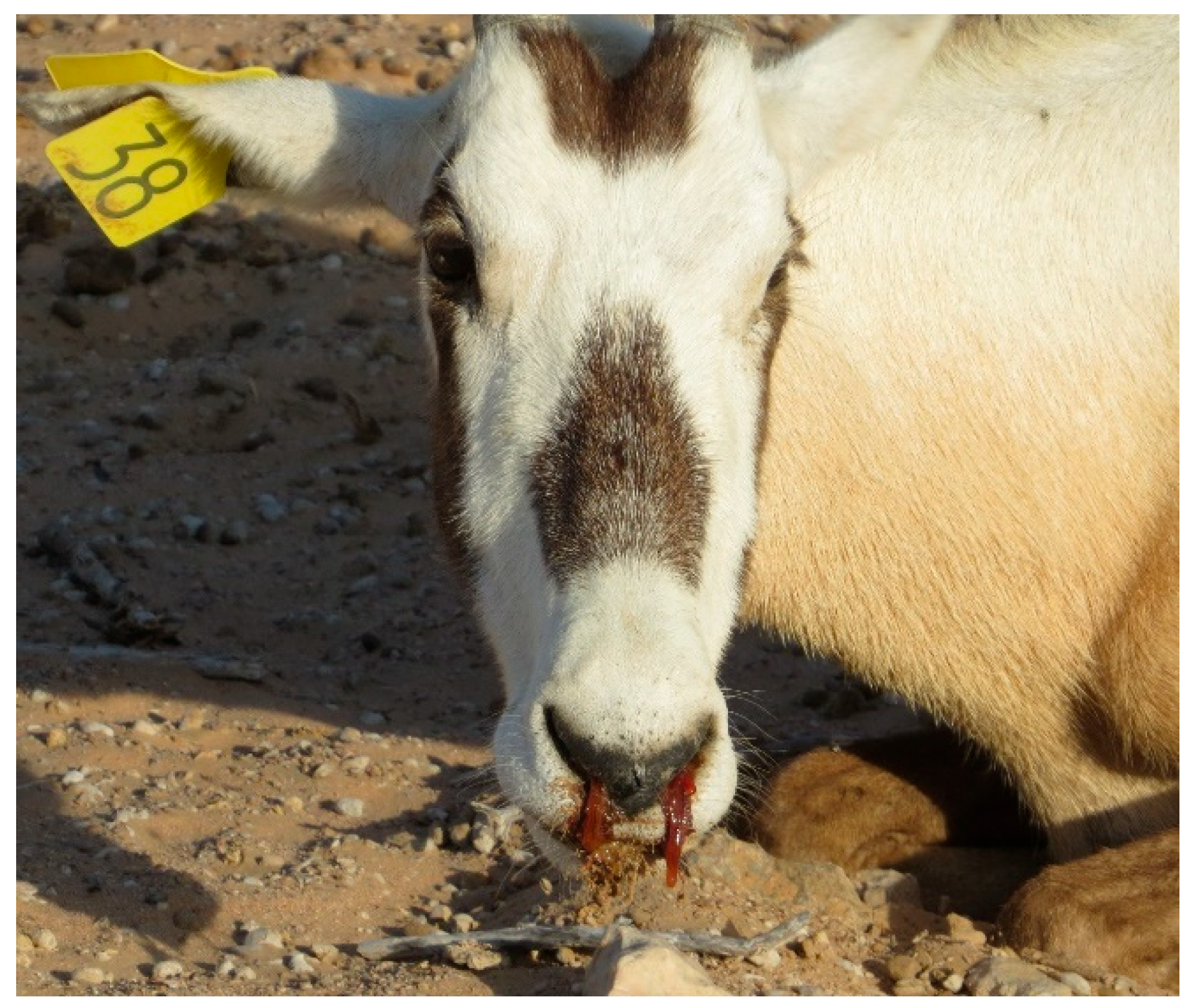 Animals 15 02389 g001