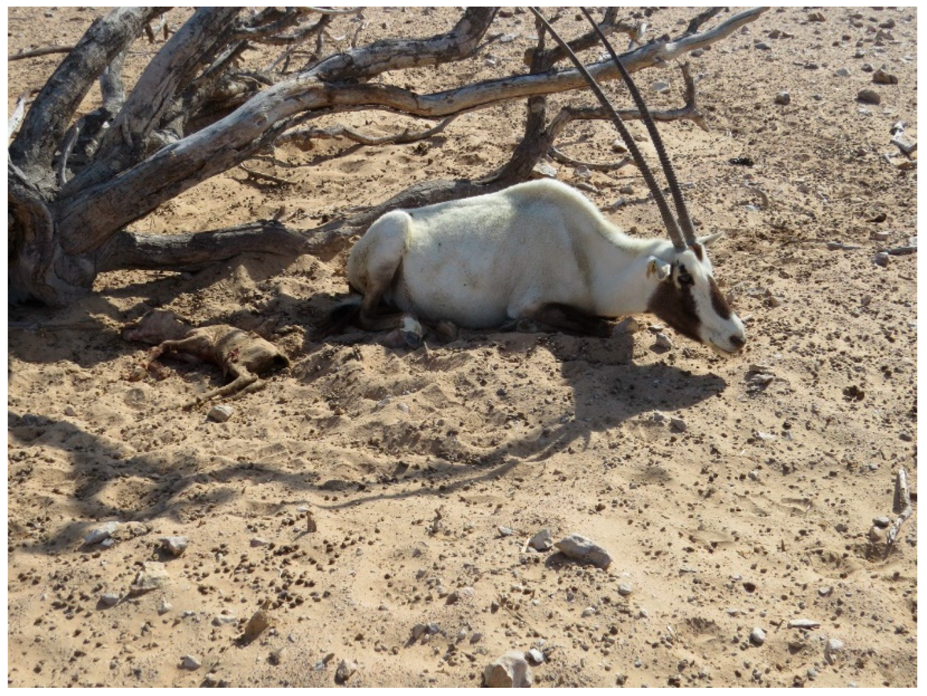 Animals 15 02389 g004