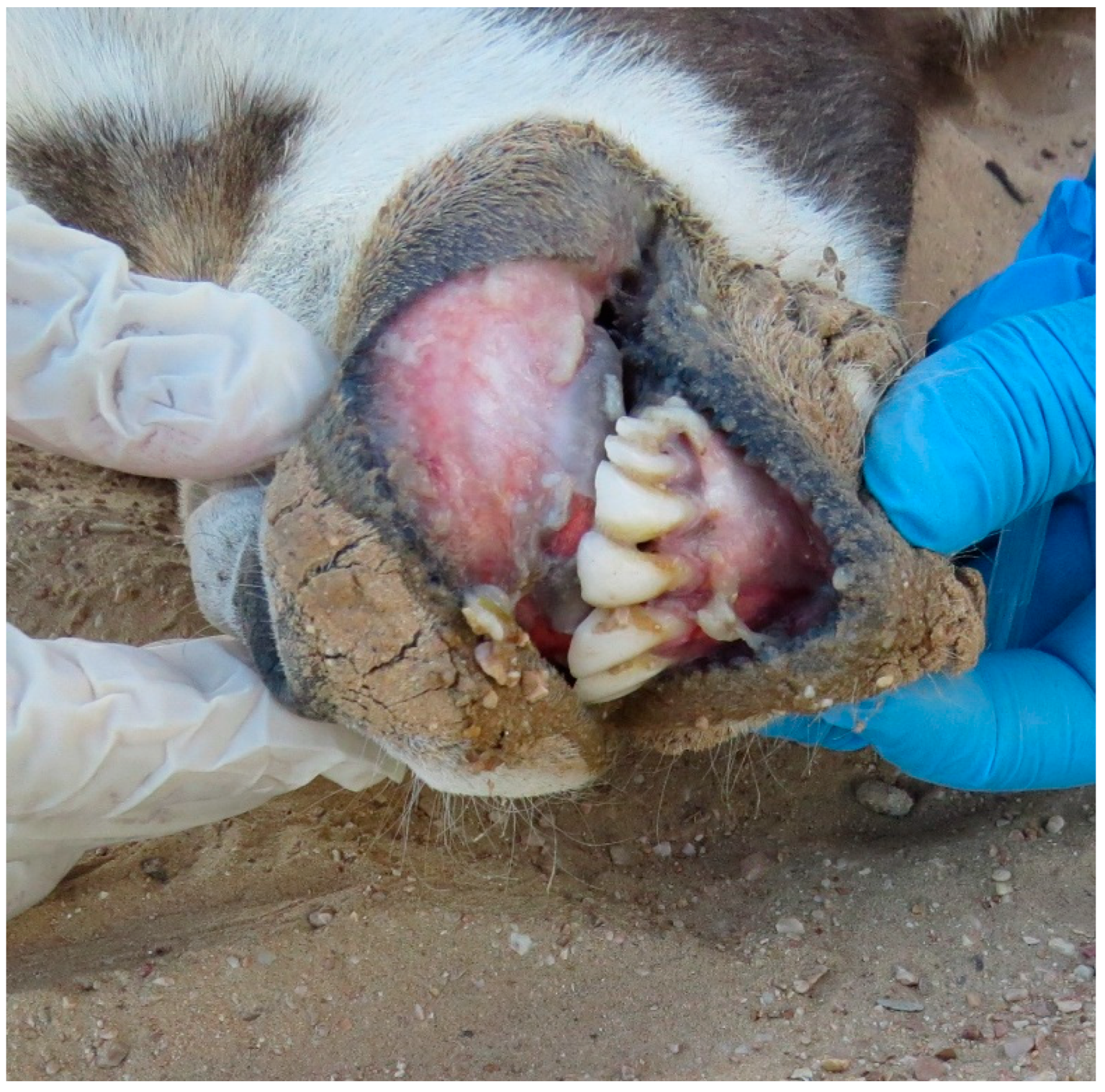 Animals 15 02389 g005