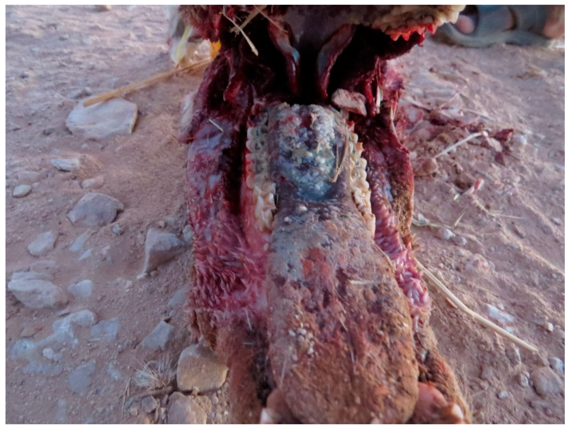 Animals 15 02389 g006