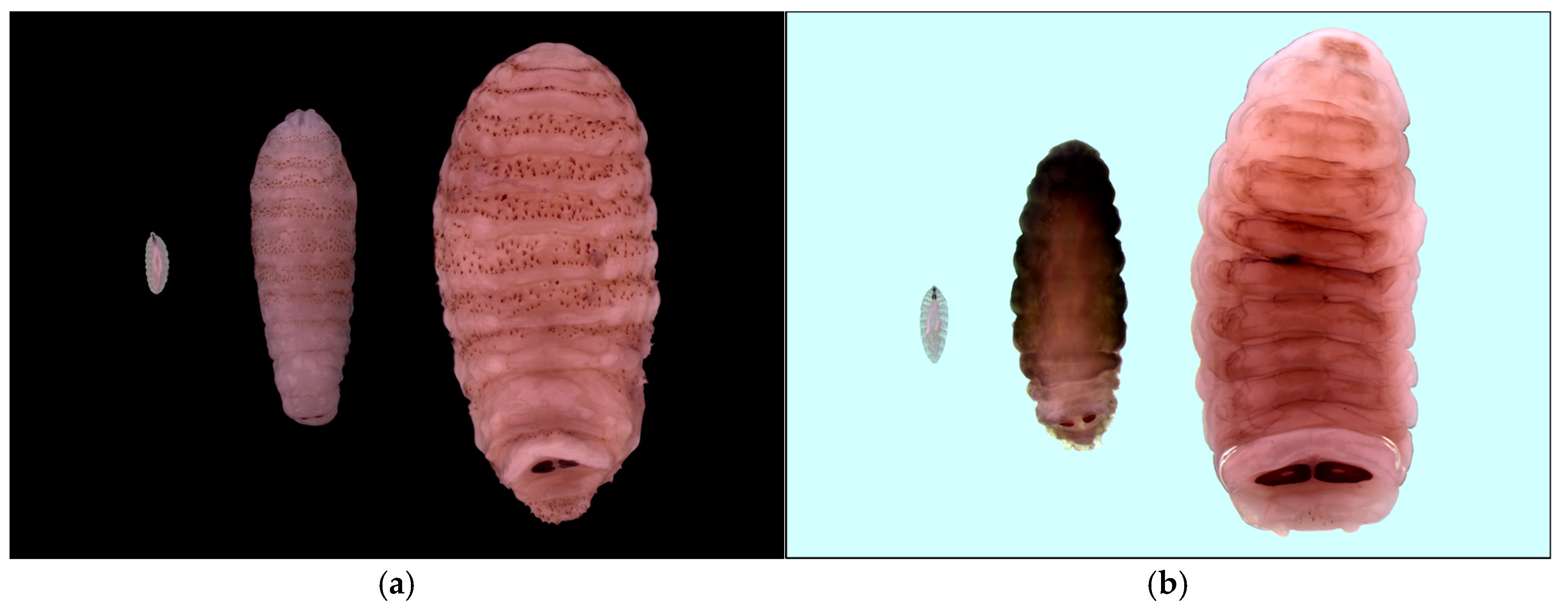 Animals 15 02396 g003 Animals 15 02396 g003