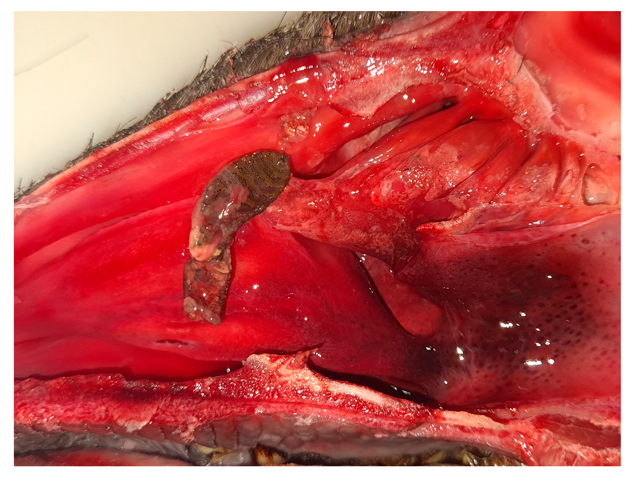 Animals 15 02396 g004 Animals 15 02396 g004