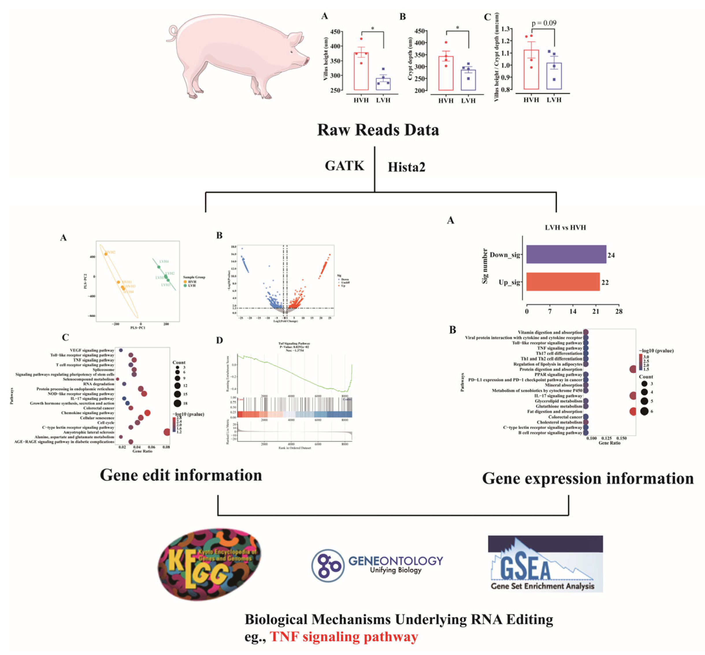 Animals 15 02419 sch001