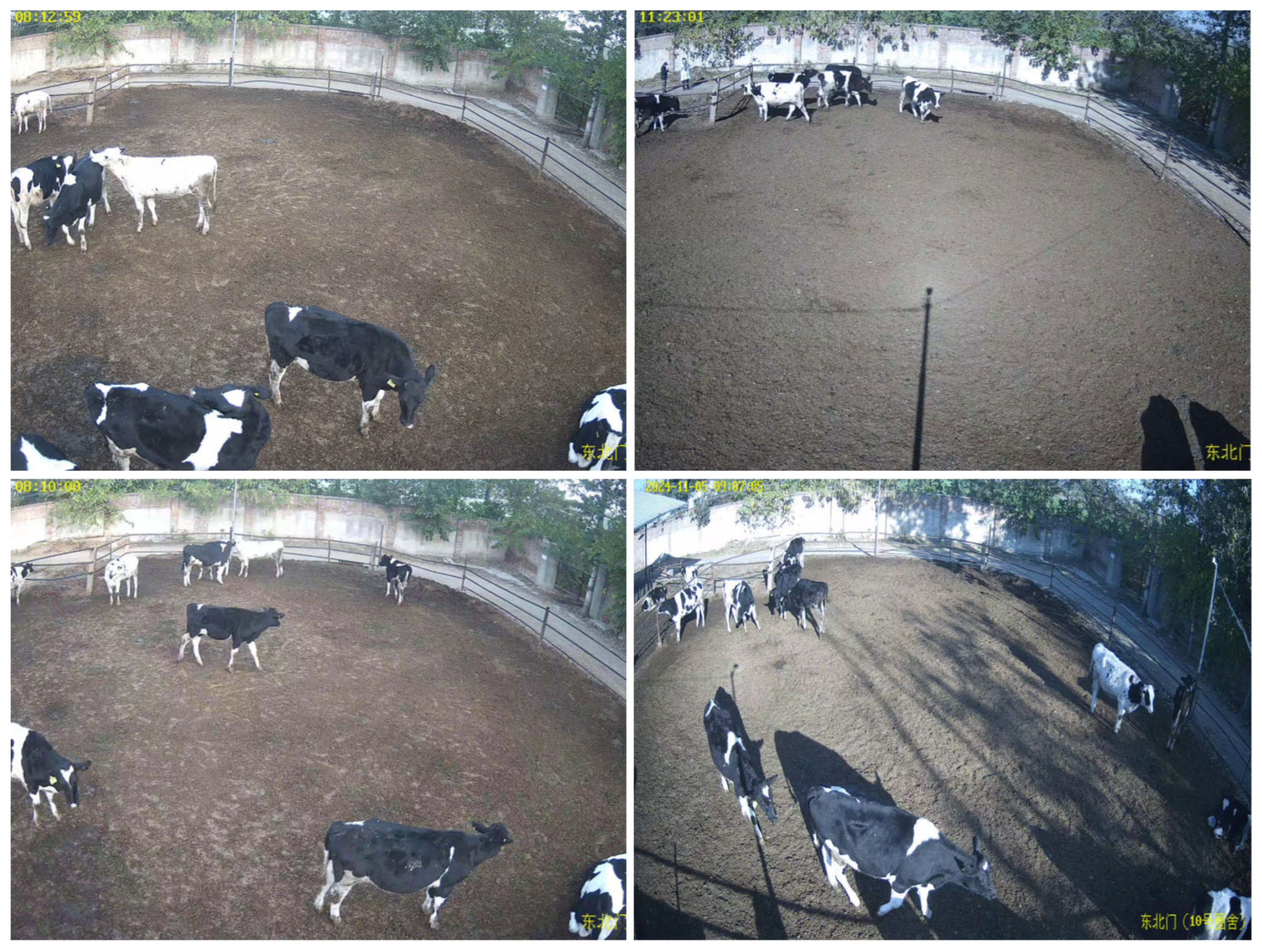 Animals 15 02439 g001