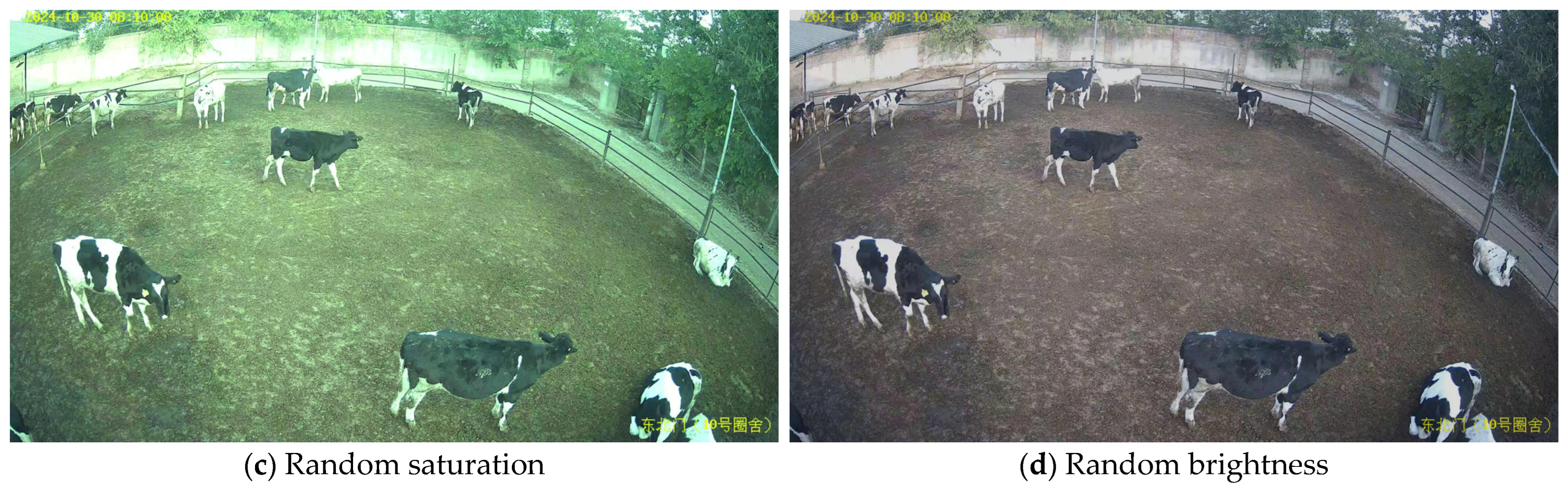 Animals 15 02439 g002b