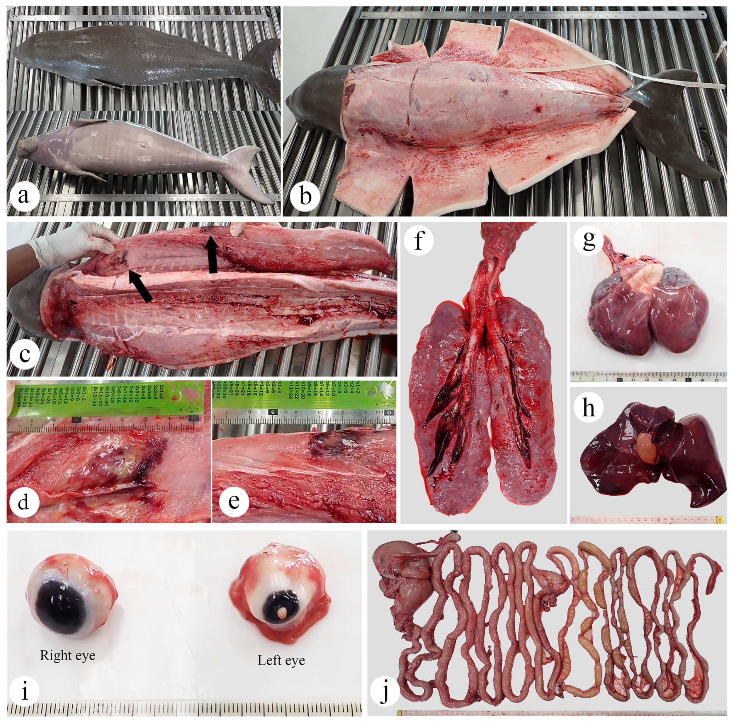 Animals 15 02441 g002