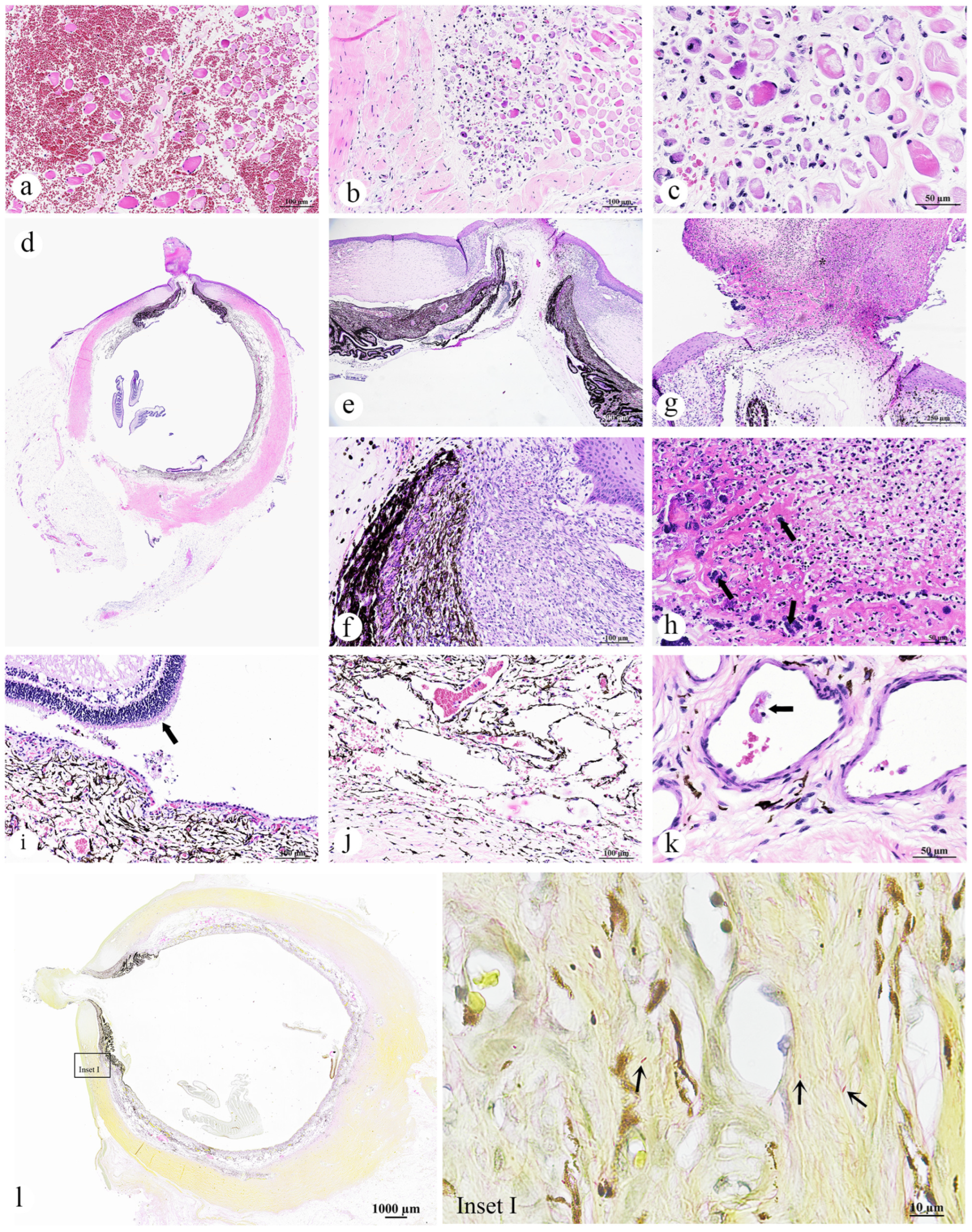 Animals 15 02441 g003