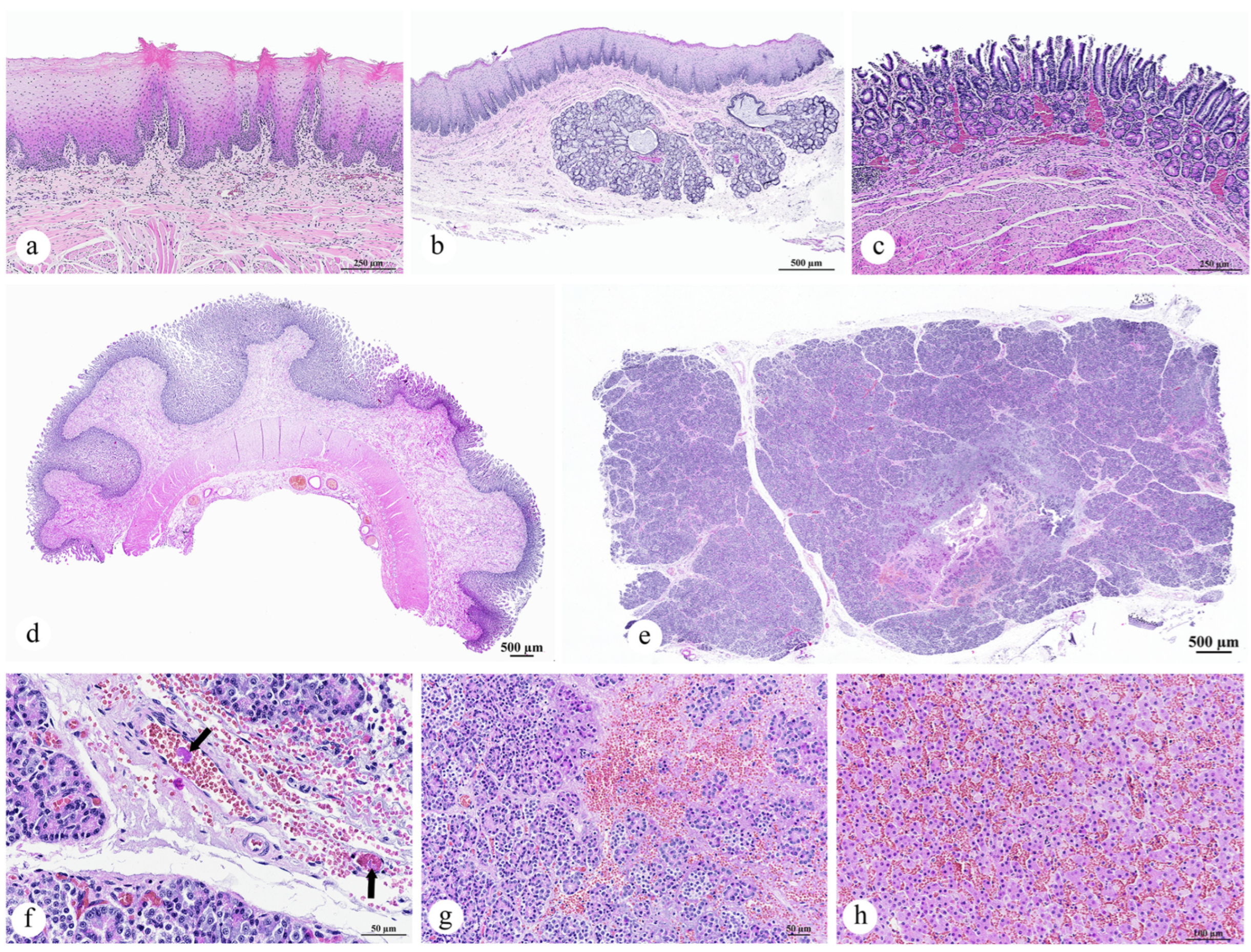 Animals 15 02441 g004