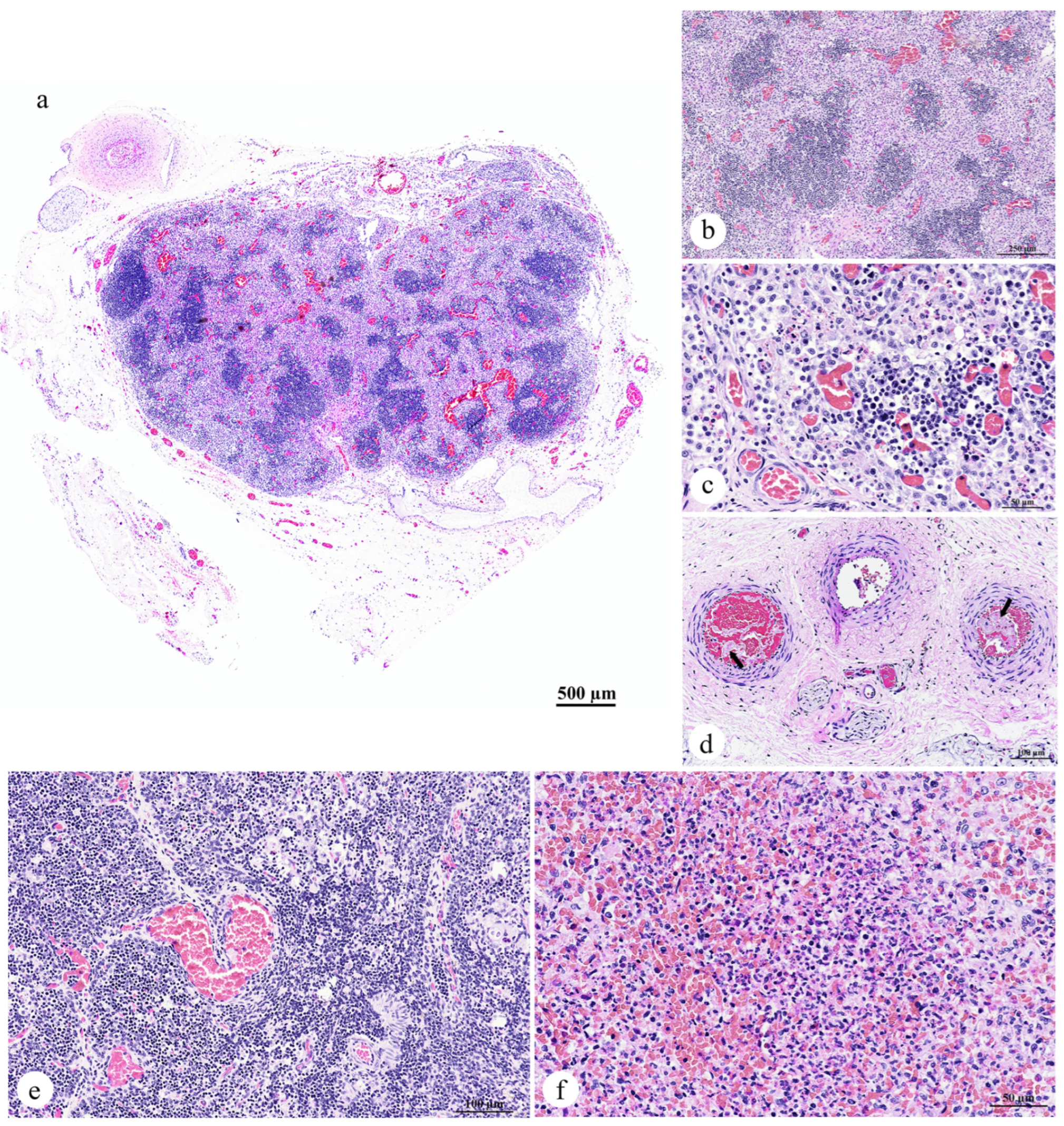 Animals 15 02441 g005