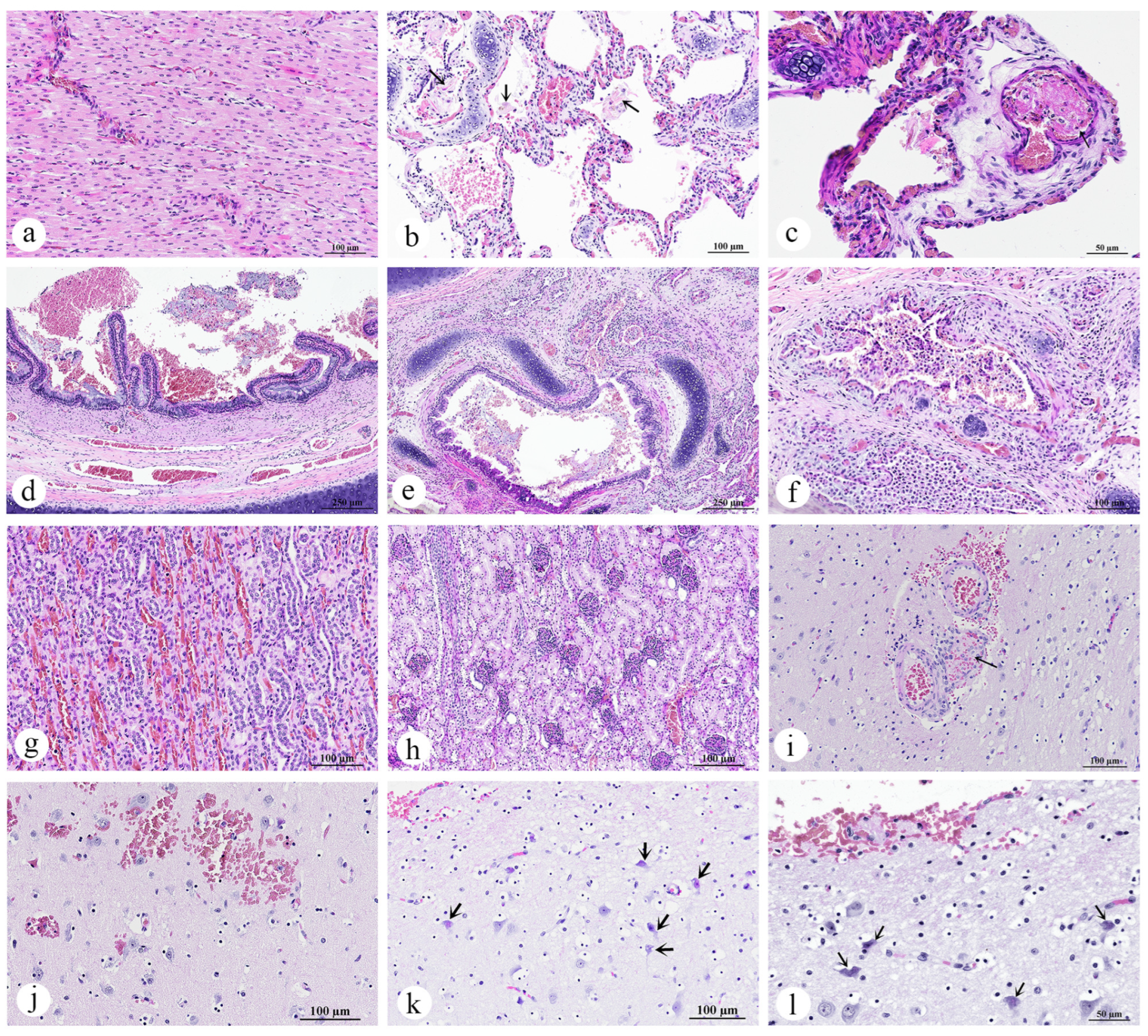 Animals 15 02441 g006