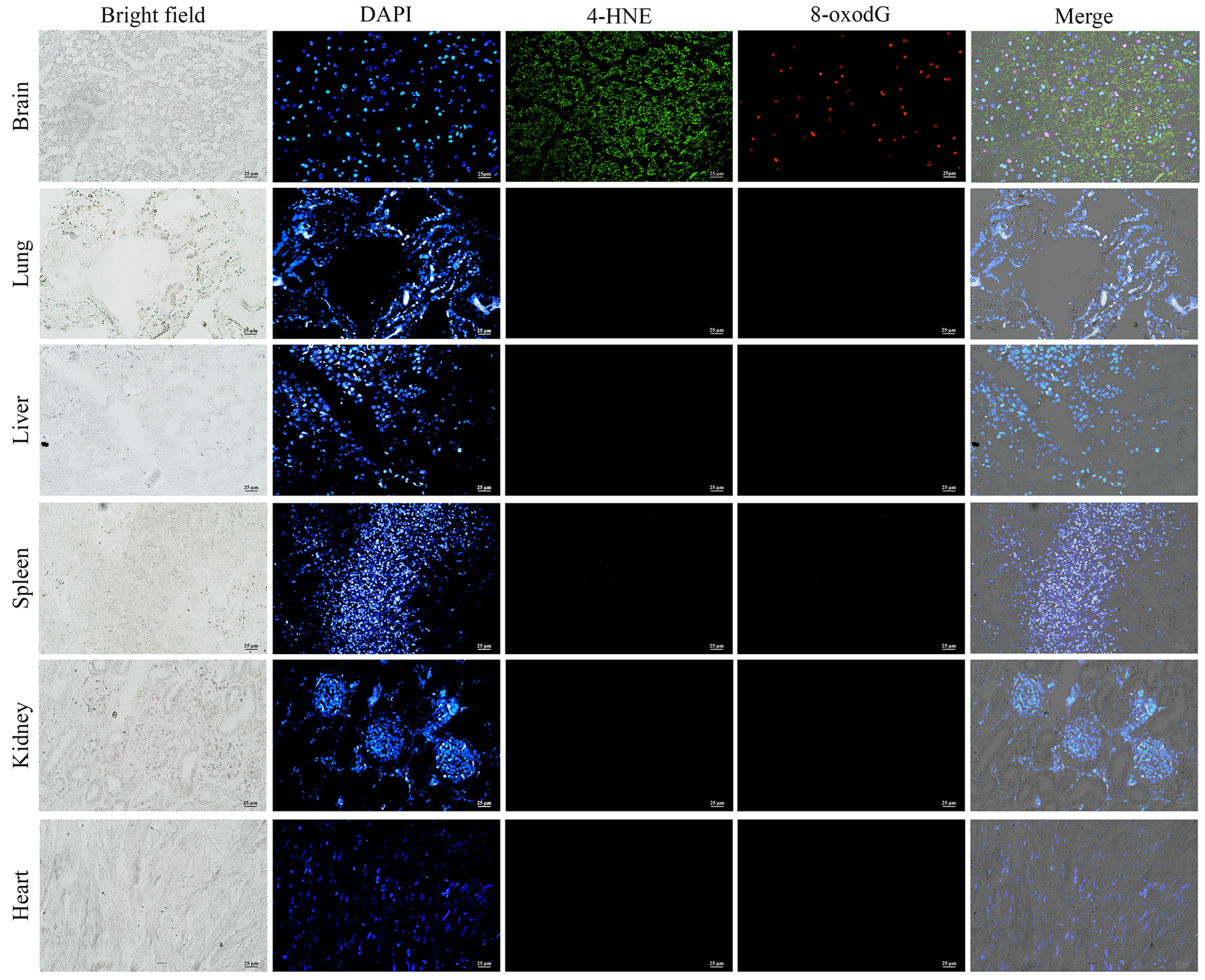 Animals 15 02441 g007