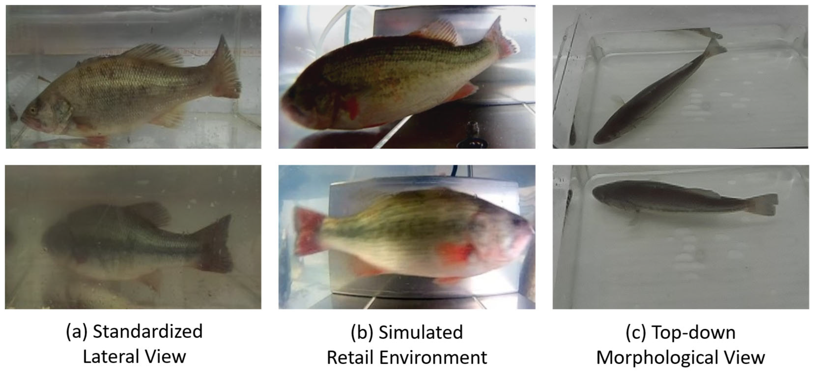 Animals 15 02443 g002 Animals 15 02443 g002