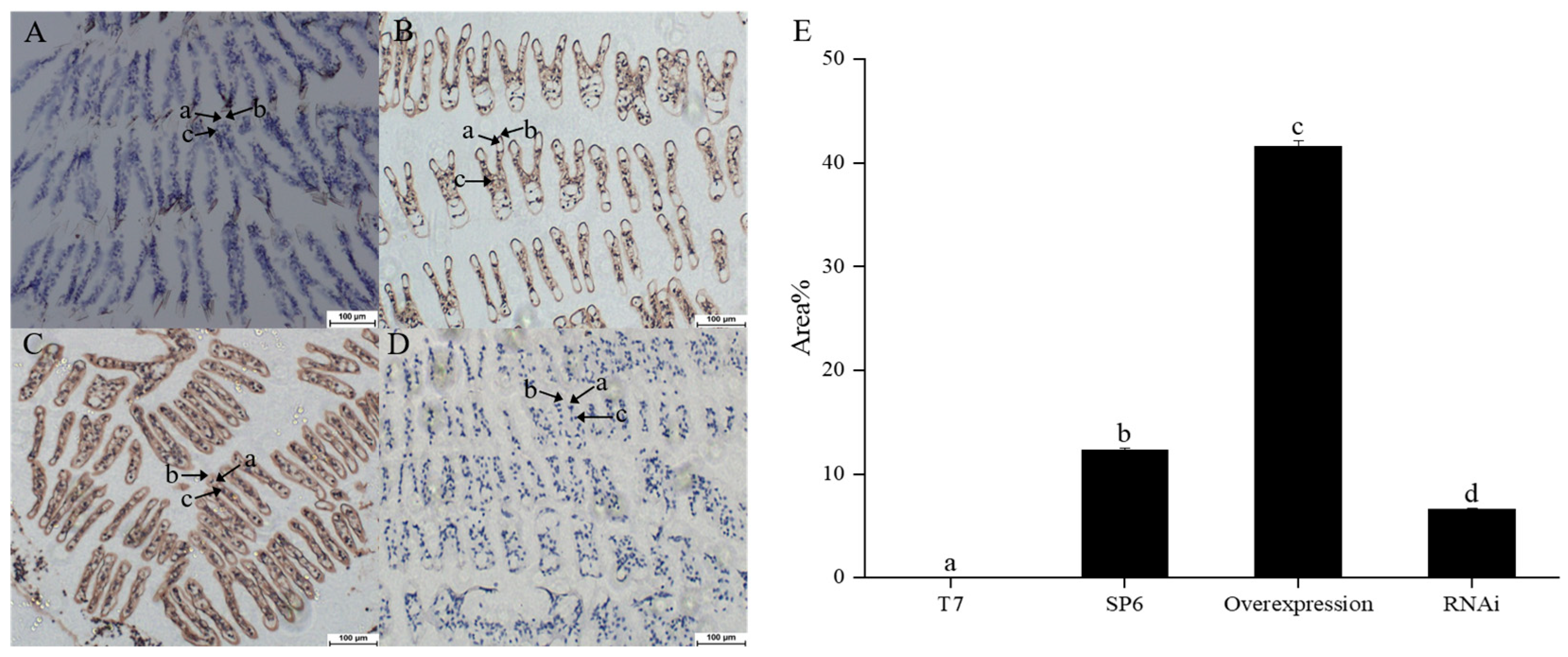 Animals 15 02467 g004 Animals 15 02467 g004