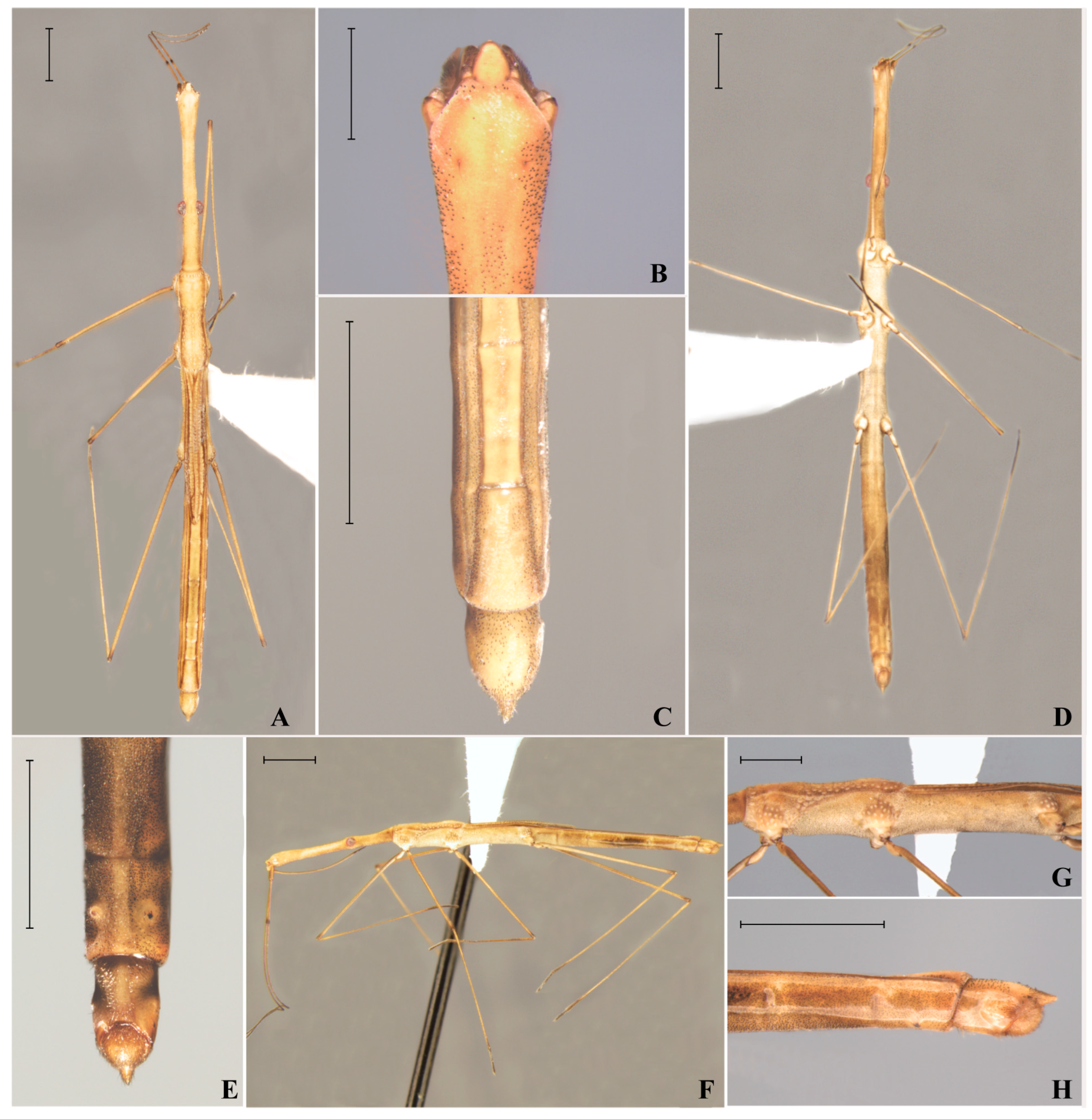 Animals 15 02468 g001 Animals 15 02468 g001