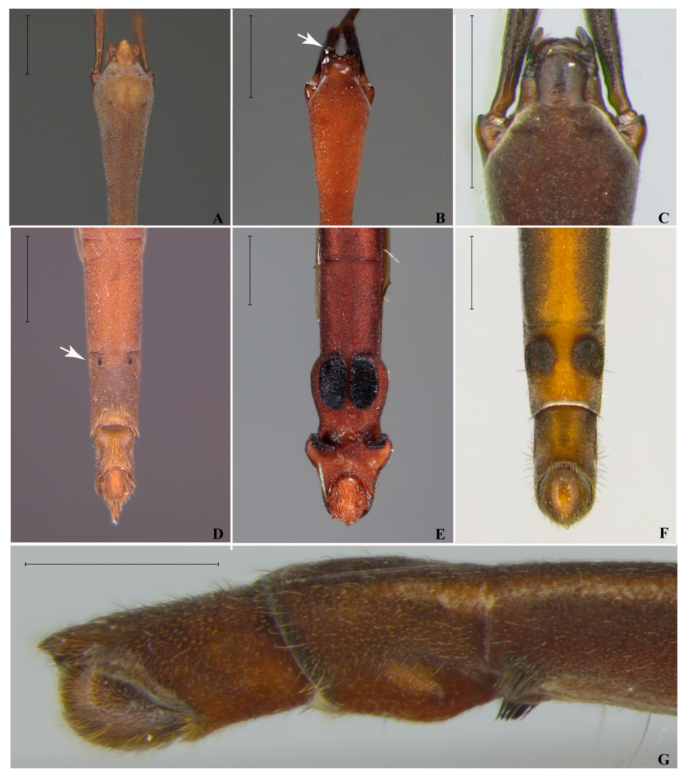 Animals 15 02468 g003 Animals 15 02468 g003